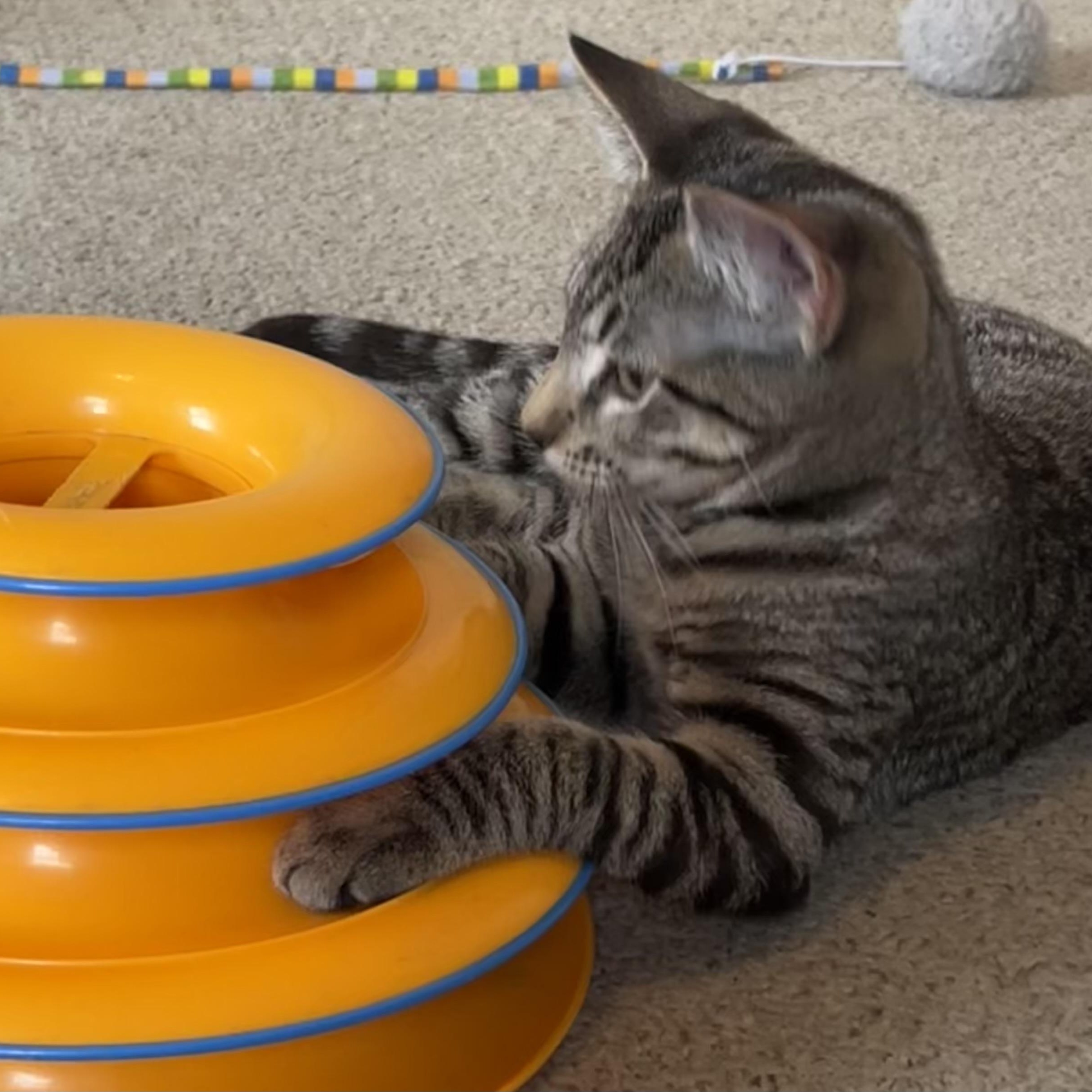 Aspen, a Adoptable Tabby in Central Falls, RI image 3/6