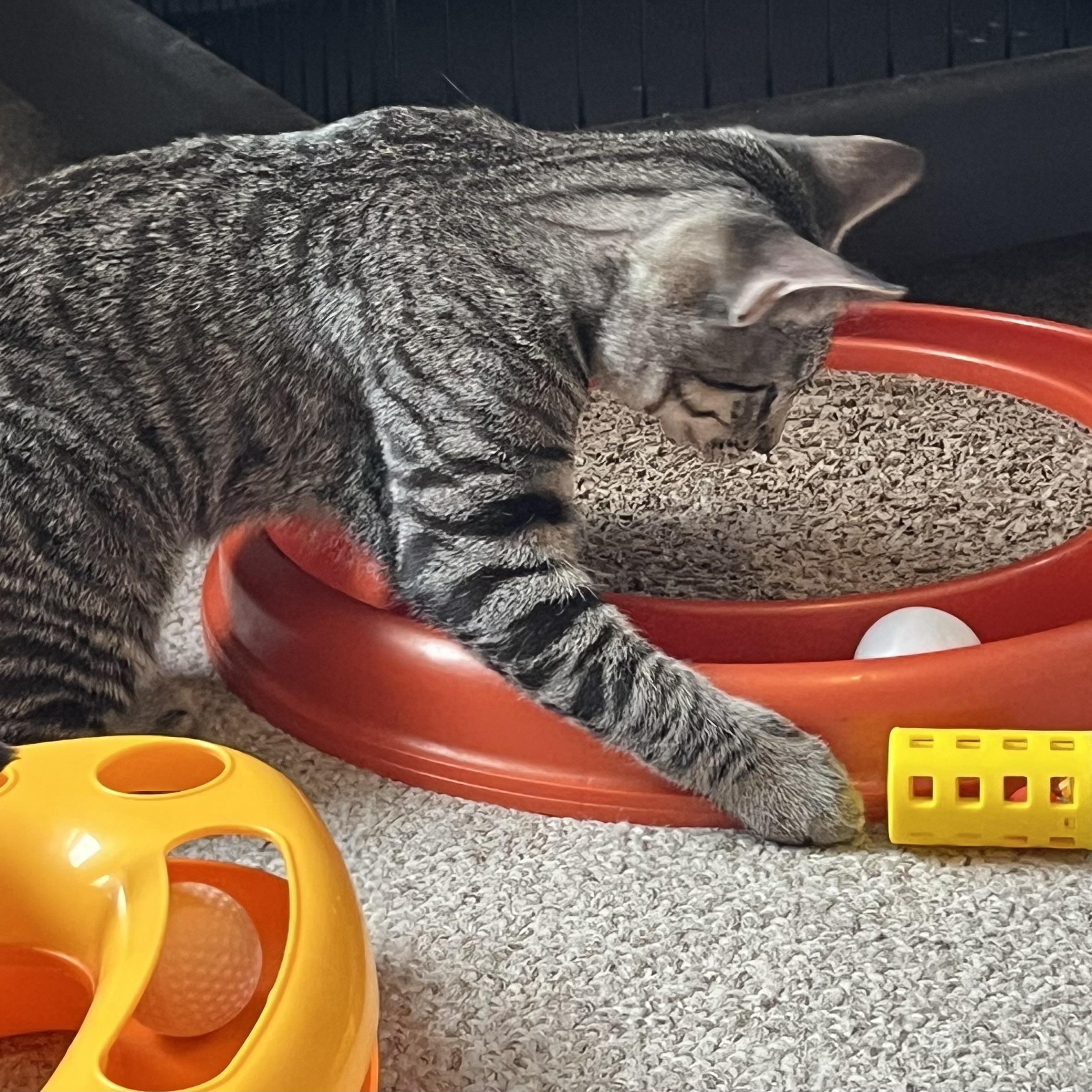 Aspen, a Adoptable Tabby in Central Falls, RI image 4/6