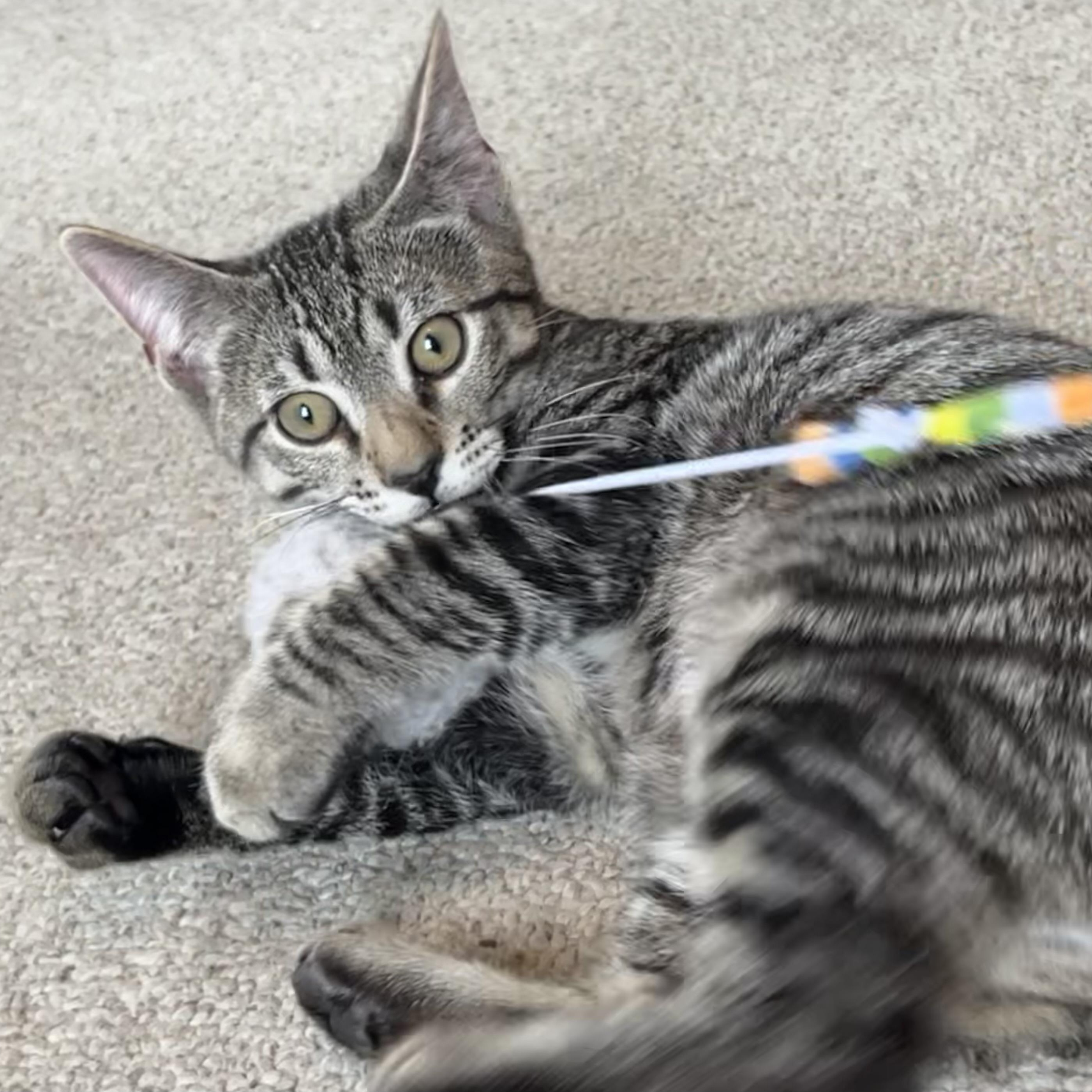 Aspen, a Adoptable Tabby in Central Falls, RI image 5/6