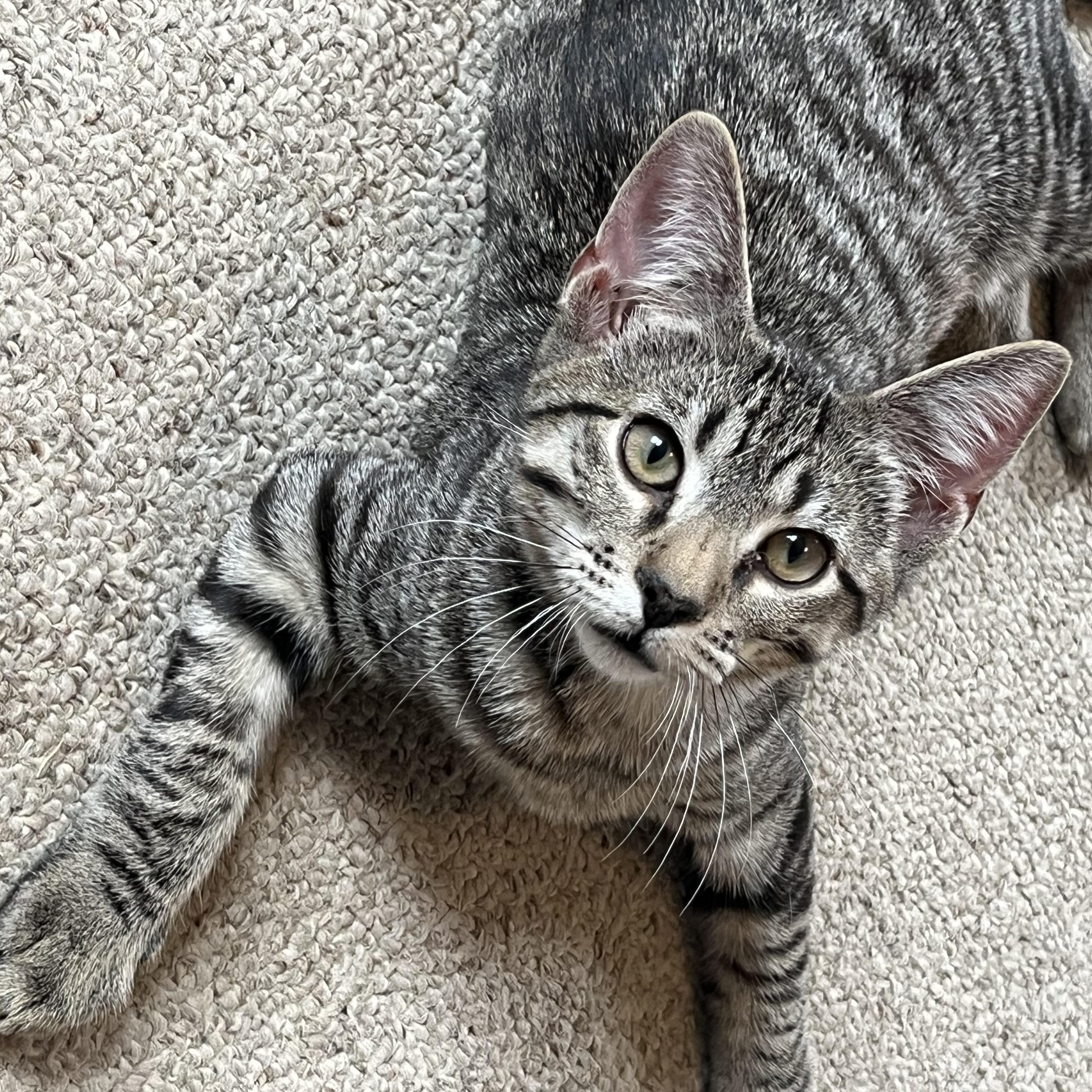 Aspen, a Adoptable Tabby in Central Falls, RI image 6/6