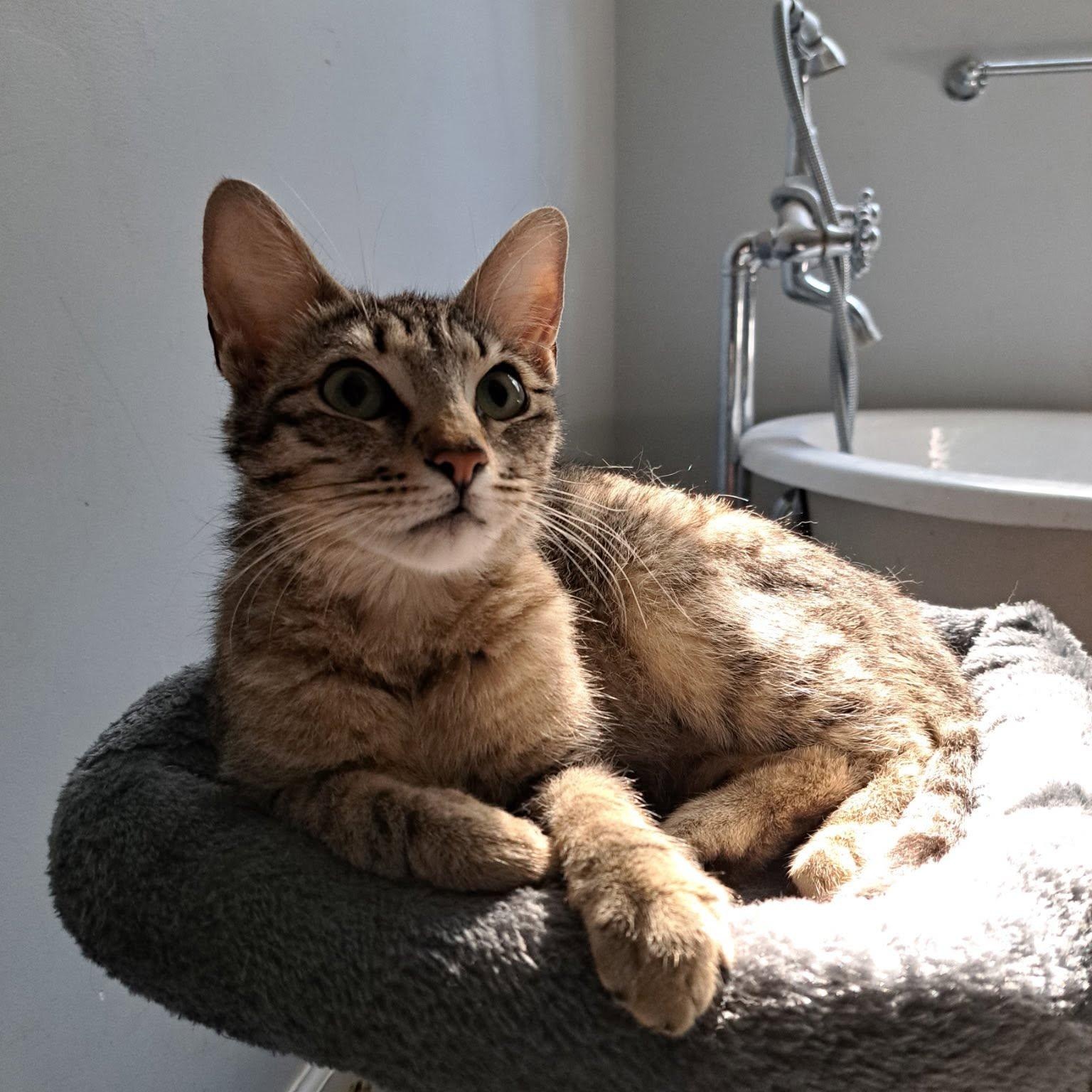 Enlarge Tiki, a Adoptable American Shorthair in Agua Dulce, CA image 1/1