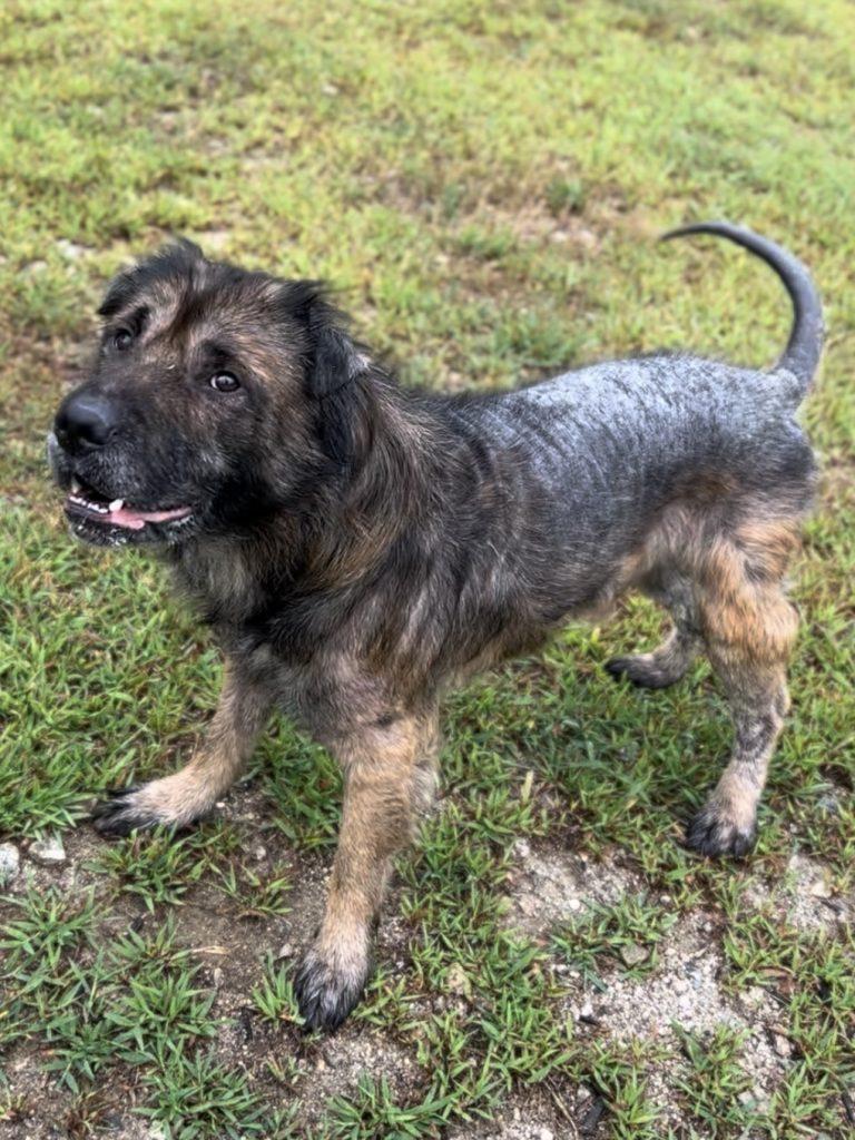 -DEANO in Maine, a Adoptable mixed breed in Cumberland, ME image 1/3