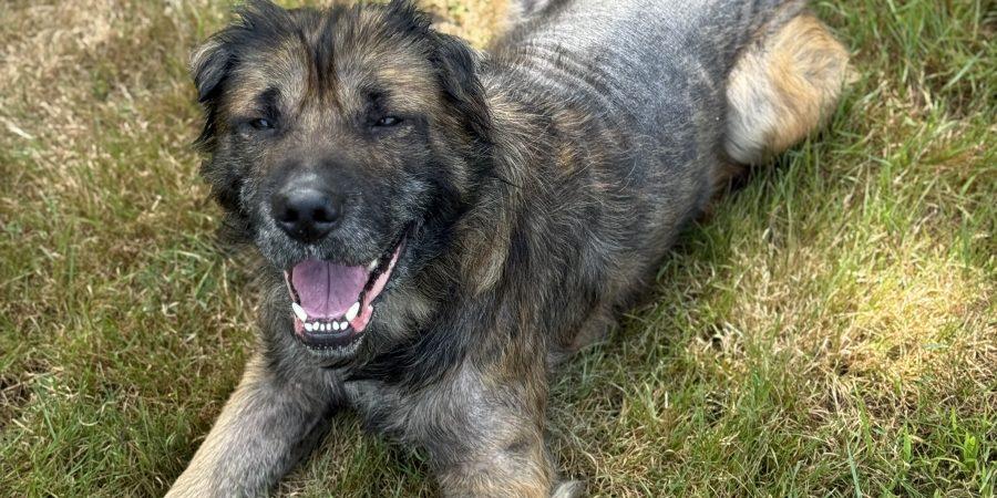 -DEANO in Maine, a Adoptable mixed breed in Cumberland, ME image 2/3