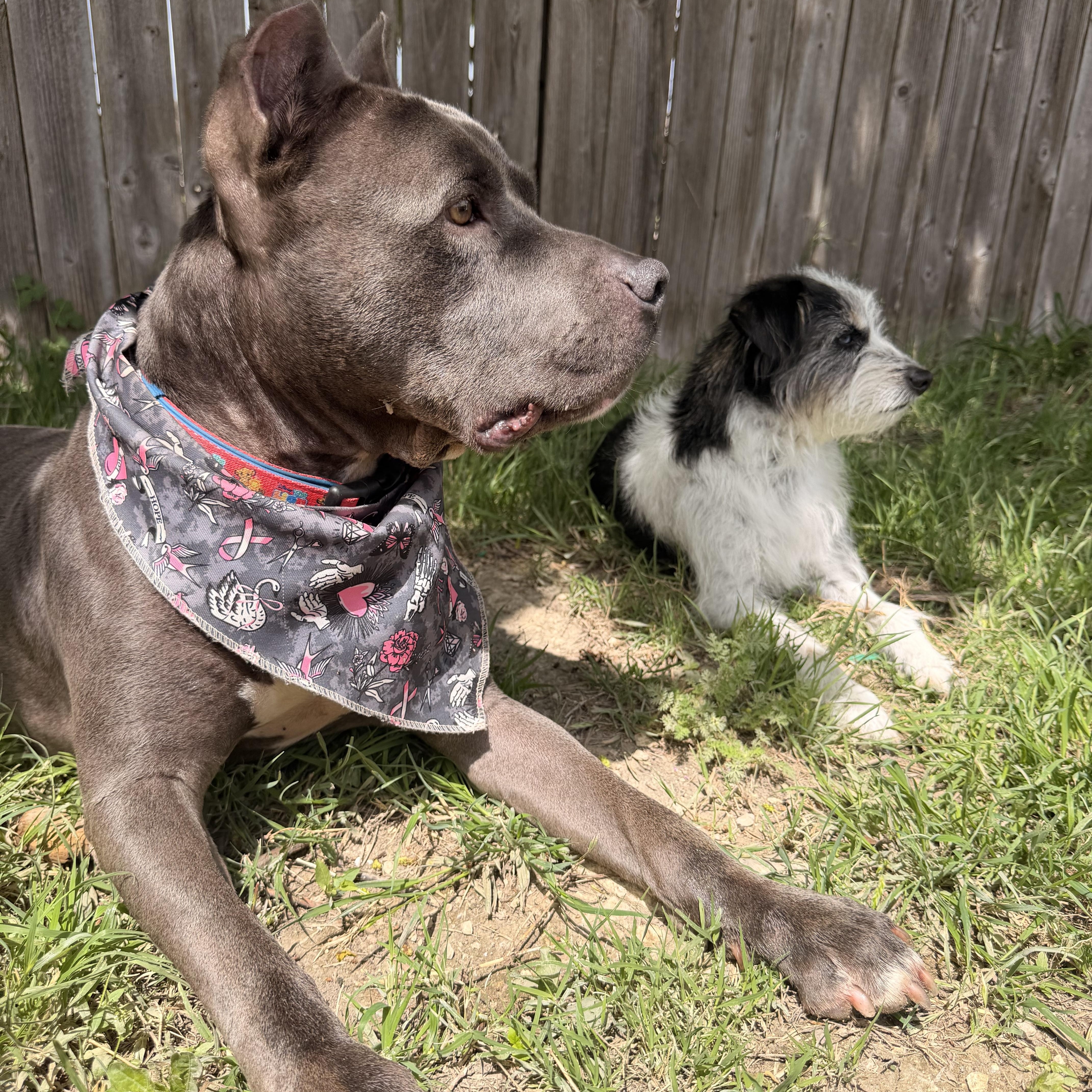 Enlarge Abu – Your Adventure Buddy with a Big Heart, a Adoptable mixed breed in Kempner, TX image 2/4