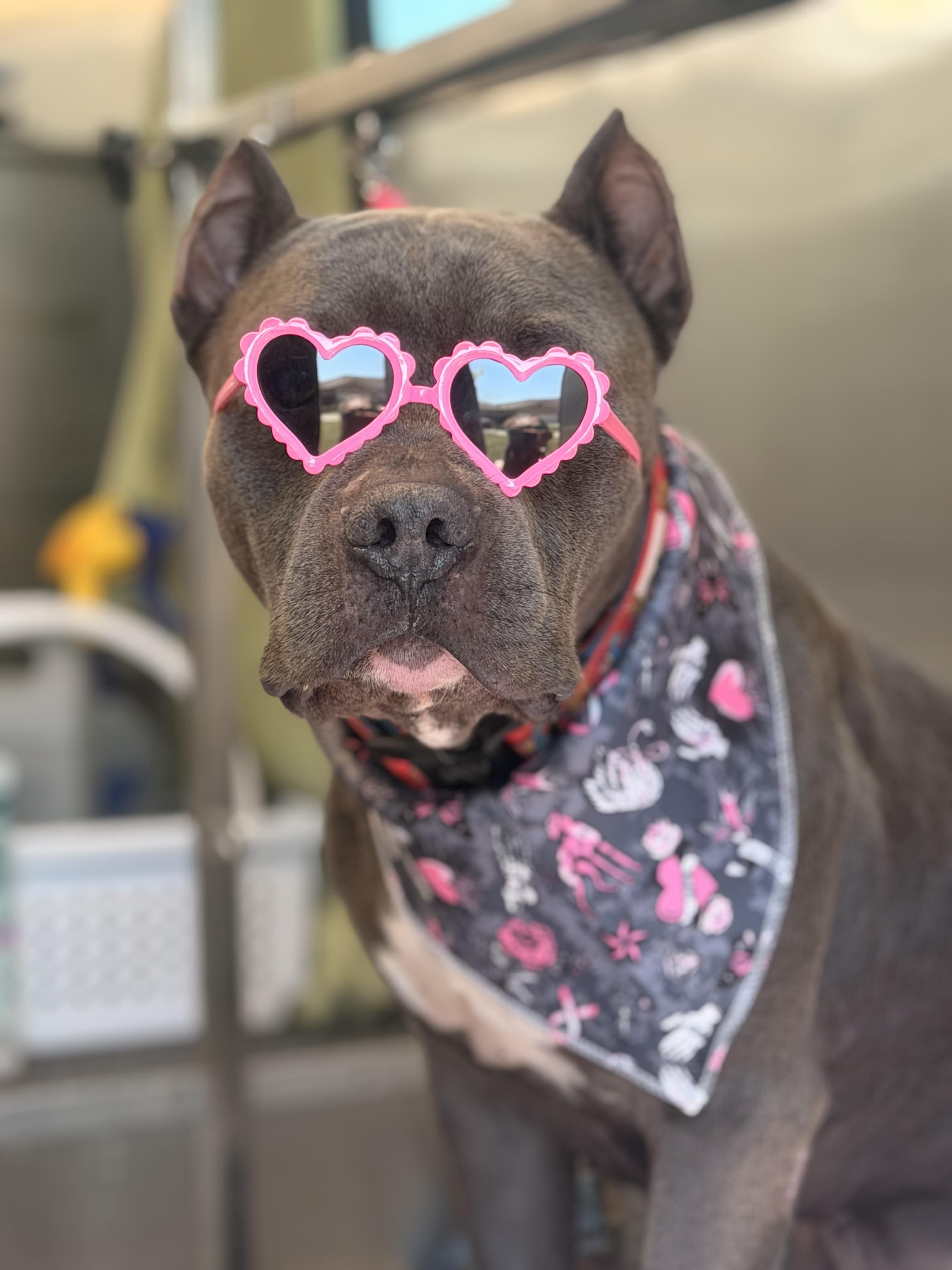 Enlarge Abu – Your Adventure Buddy with a Big Heart, a Adoptable mixed breed in Kempner, TX image 3/4