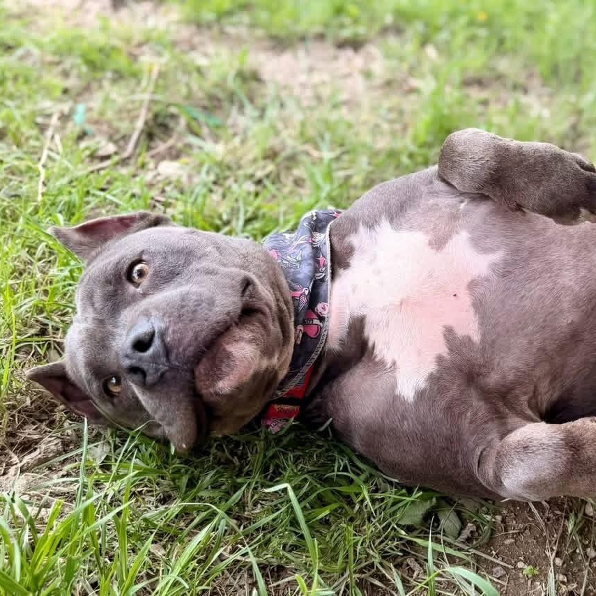 Enlarge Abu – Your Adventure Buddy with a Big Heart, a Adoptable mixed breed in Kempner, TX image 1/4