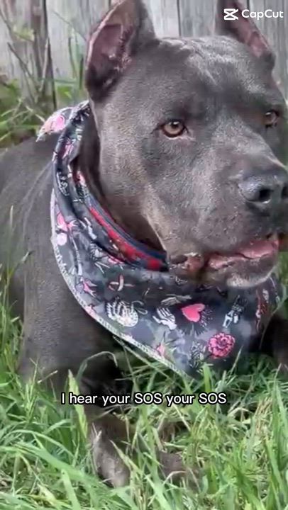 Enlarge Abu – Your Adventure Buddy with a Big Heart, a Adoptable mixed breed in Kempner, TX video 4/4