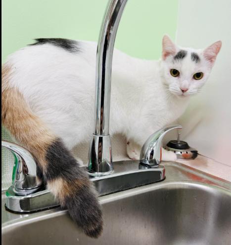 Enlarge ELSA, a Adoptable Domestic Short Hair in Charleston, WV image 1/1