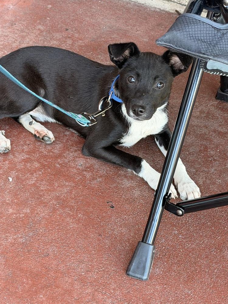 Enlarge Dill, a Adoptable mixed breed in Willingboro, NJ image 1/6