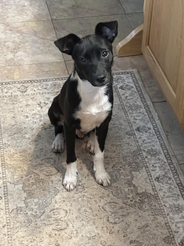 Enlarge Dill, a Adoptable mixed breed in Willingboro, NJ image 2/6