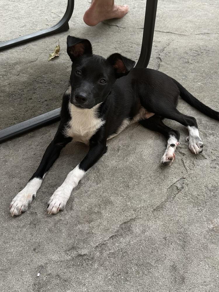 Enlarge Dill, a Adoptable mixed breed in Willingboro, NJ image 5/6