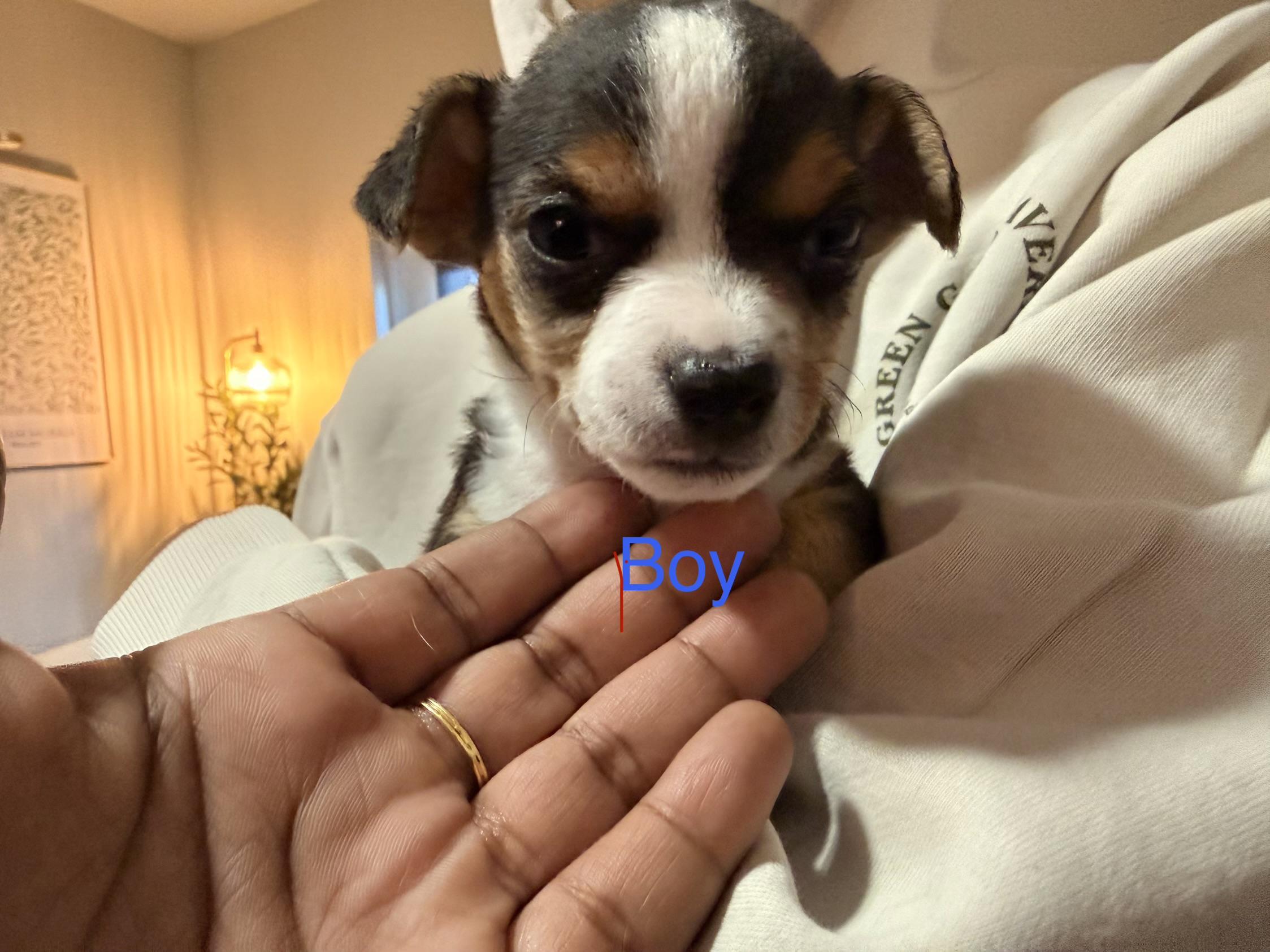 Conrad, adopted, Young Male Chihuahua & Dachshund.