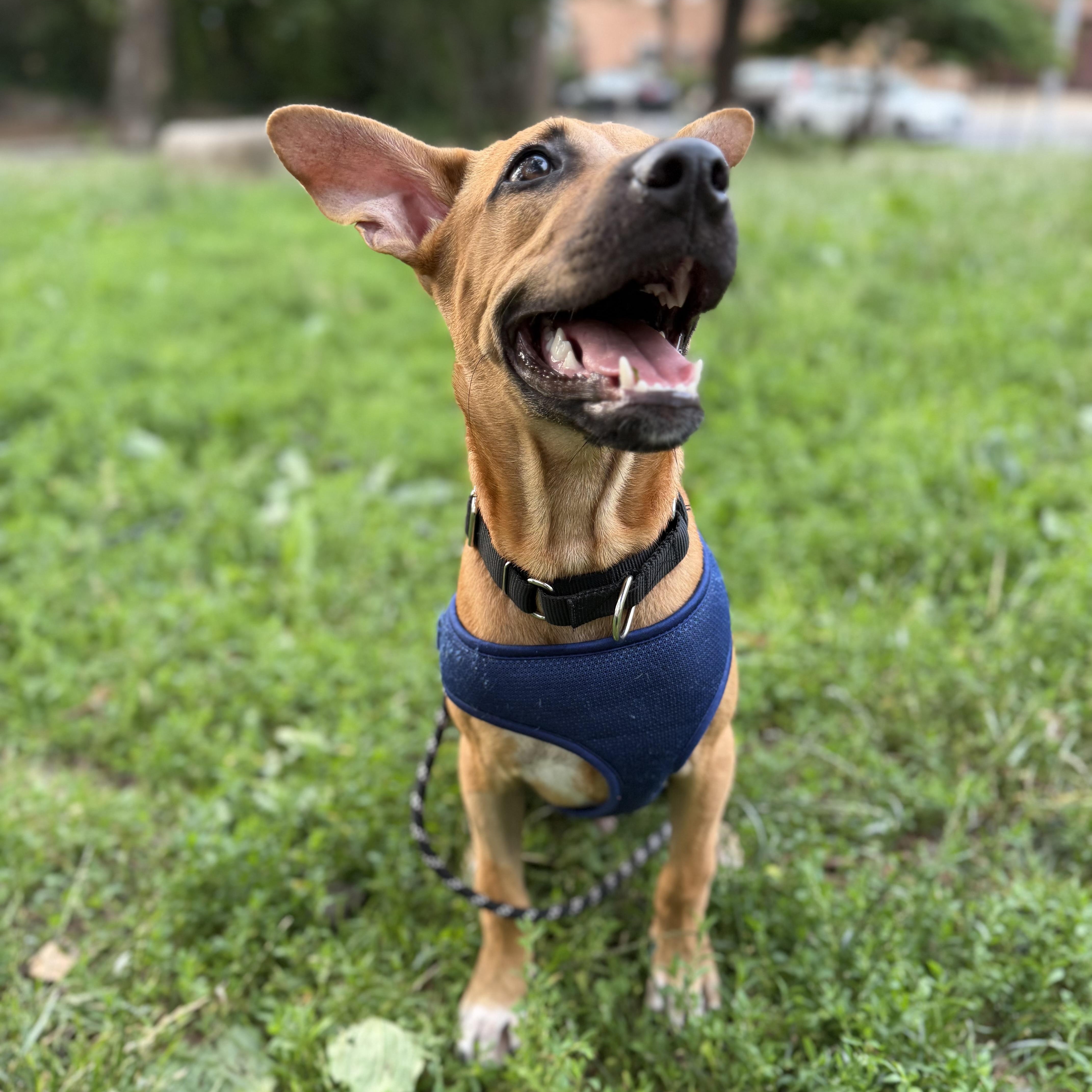 Otto, a ADOPTABLE mixed breed in New York, NY image 2/6
