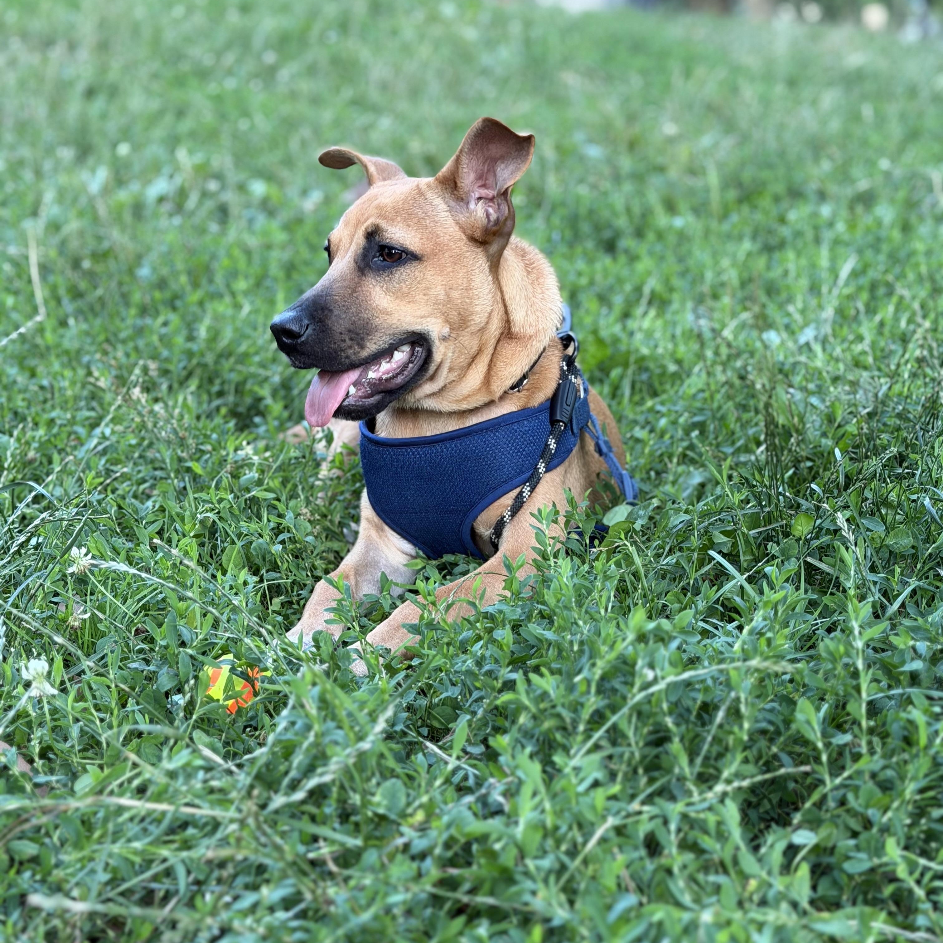 Otto, ADOPTABLE, Puppy Male Labrador Retriever & Whippet.
