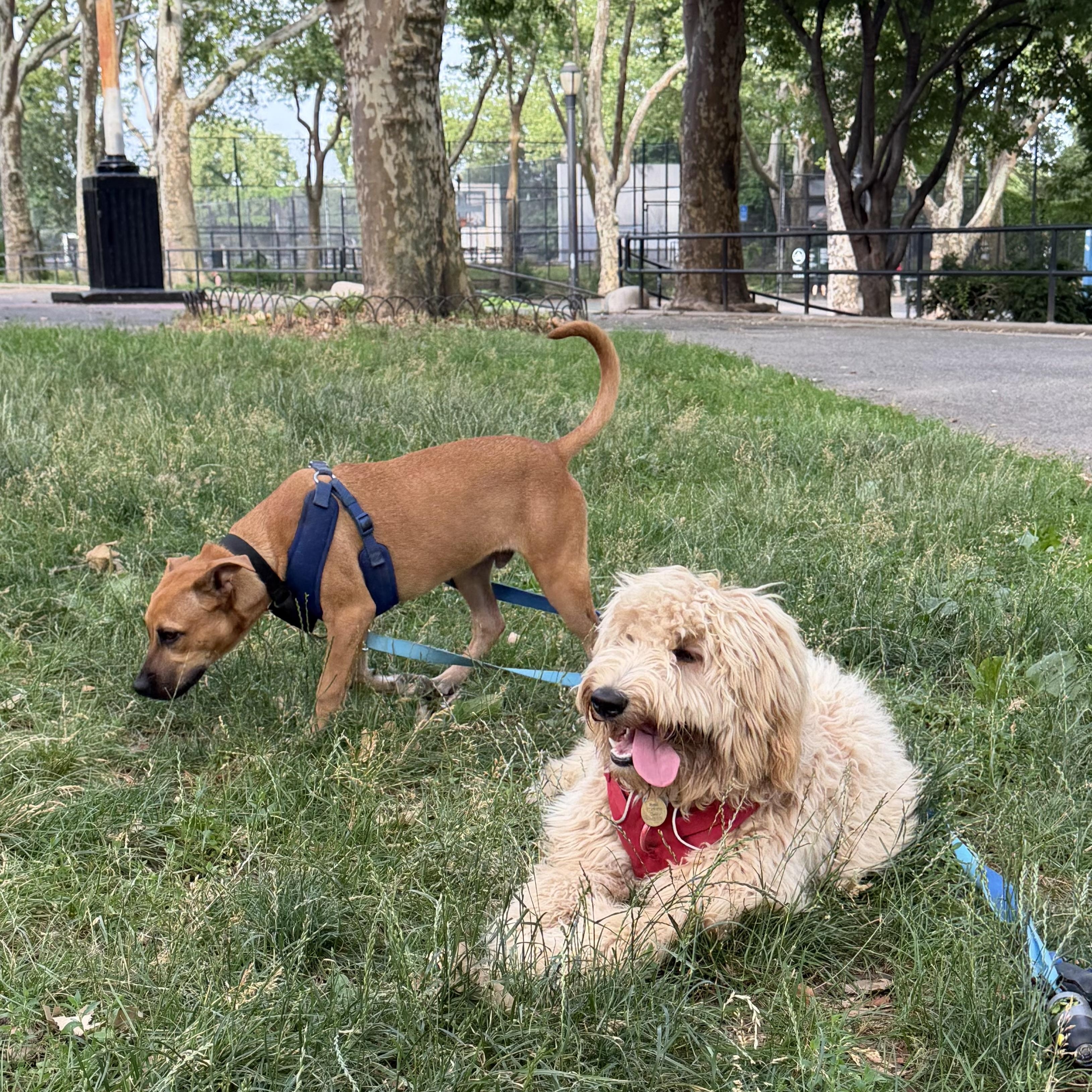Otto, a ADOPTABLE mixed breed in New York, NY image 6/6