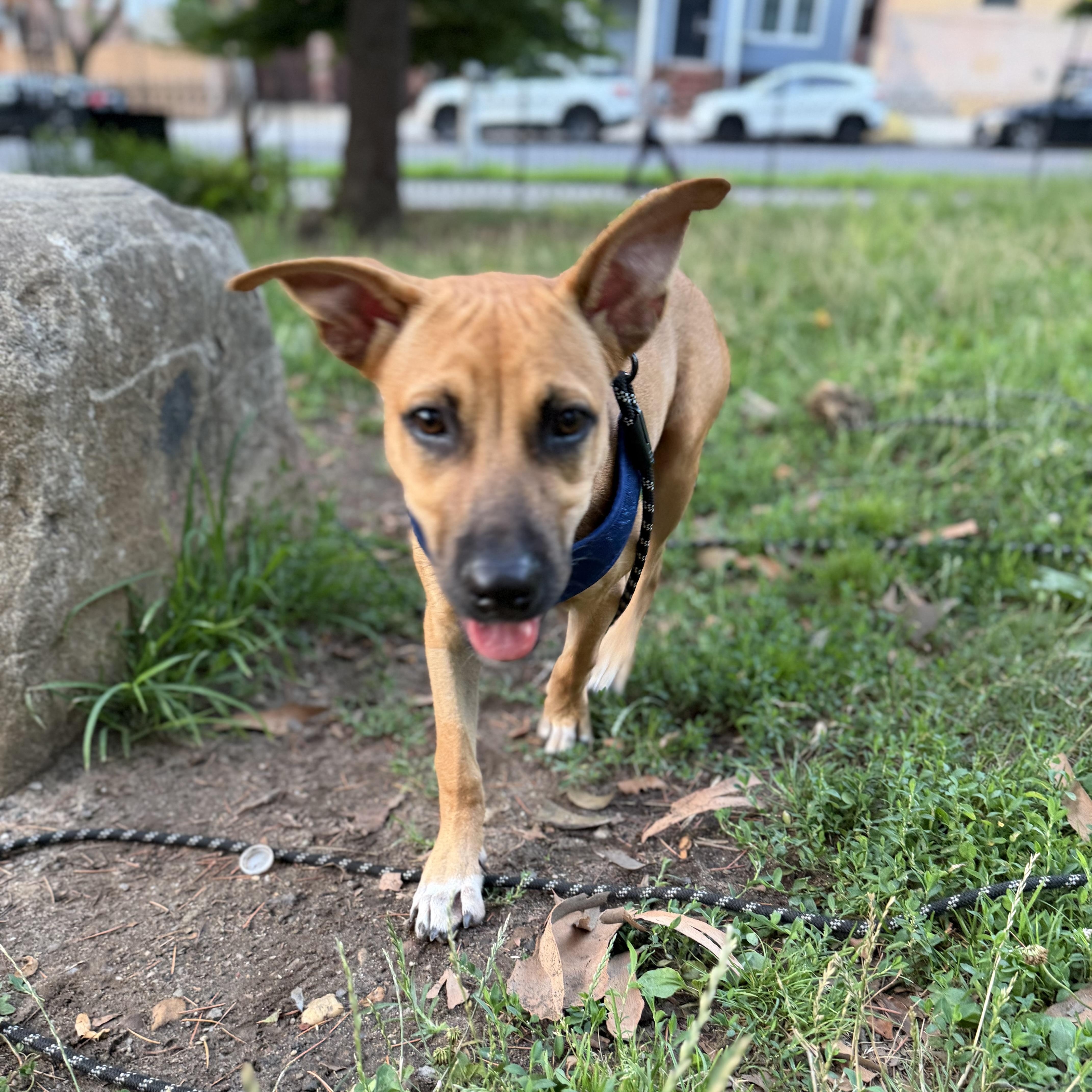 Otto, a ADOPTABLE mixed breed in New York, NY image 5/6