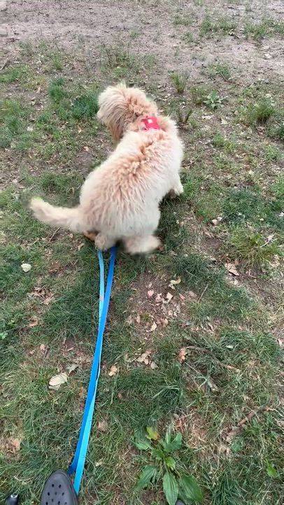 Enlarge Otto, a ADOPTABLE mixed breed in New York, NY video 4/6