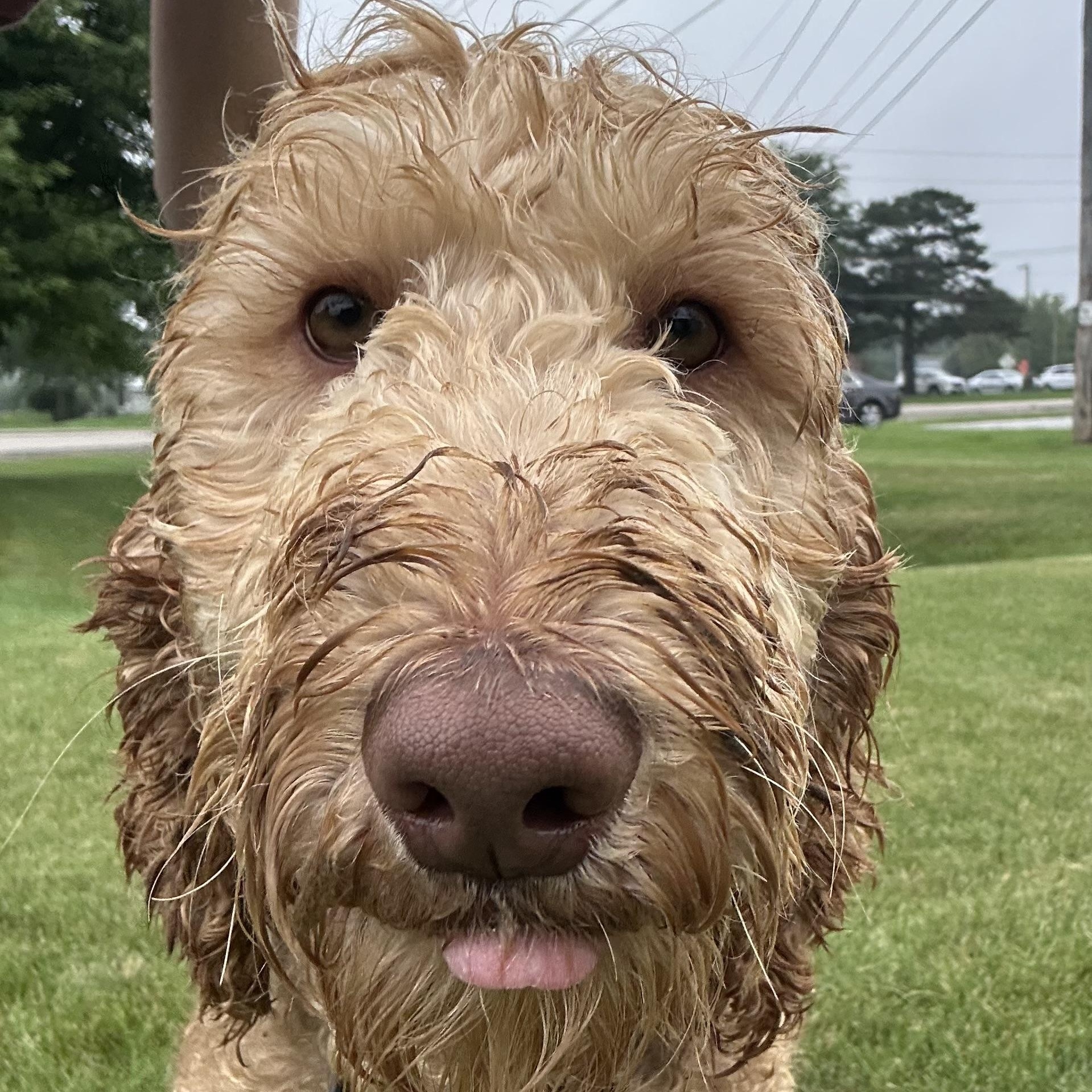 Reese - Foster Home Needed
