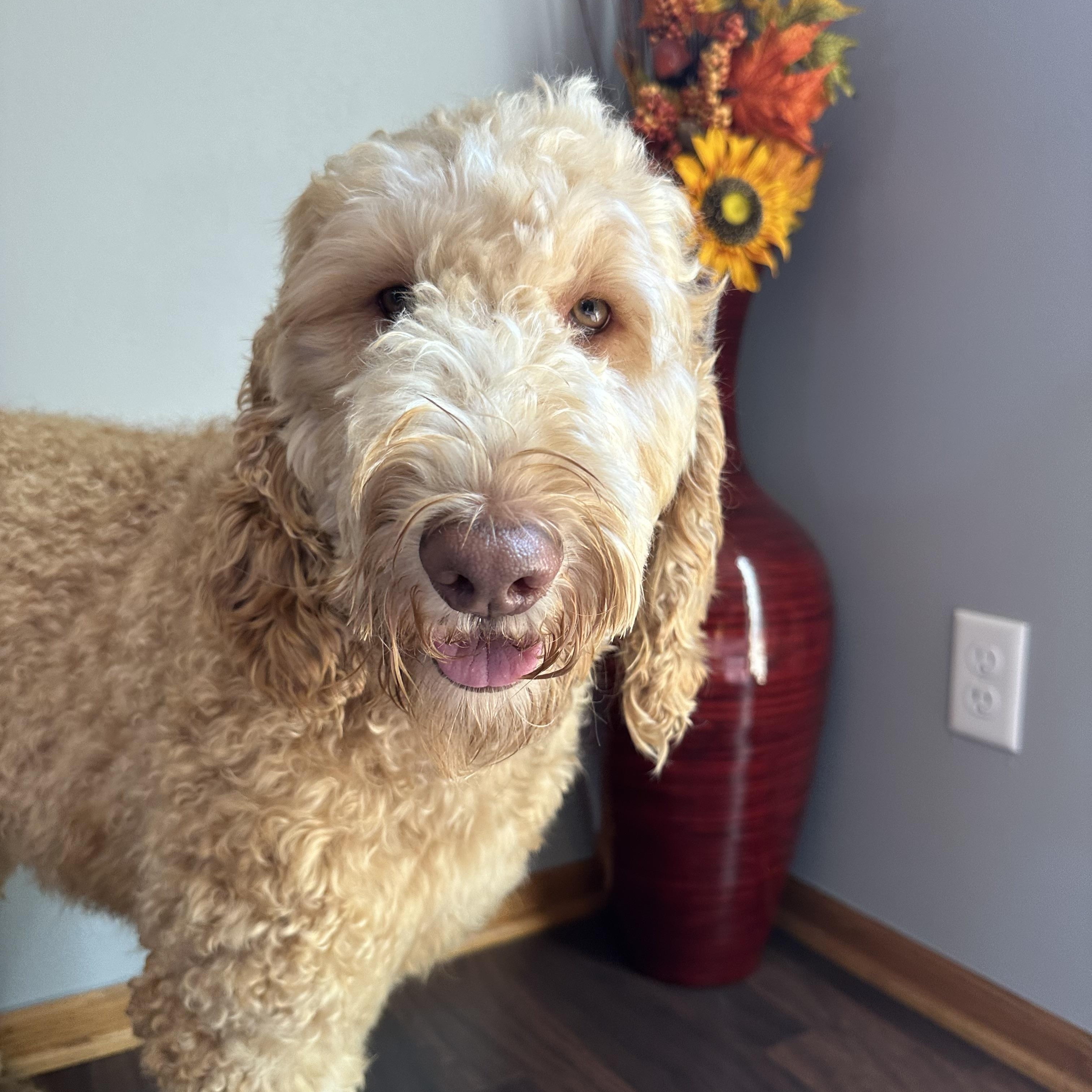 Enlarge Reese, an adoptable mixed breed in Hartland, WI image 4/6