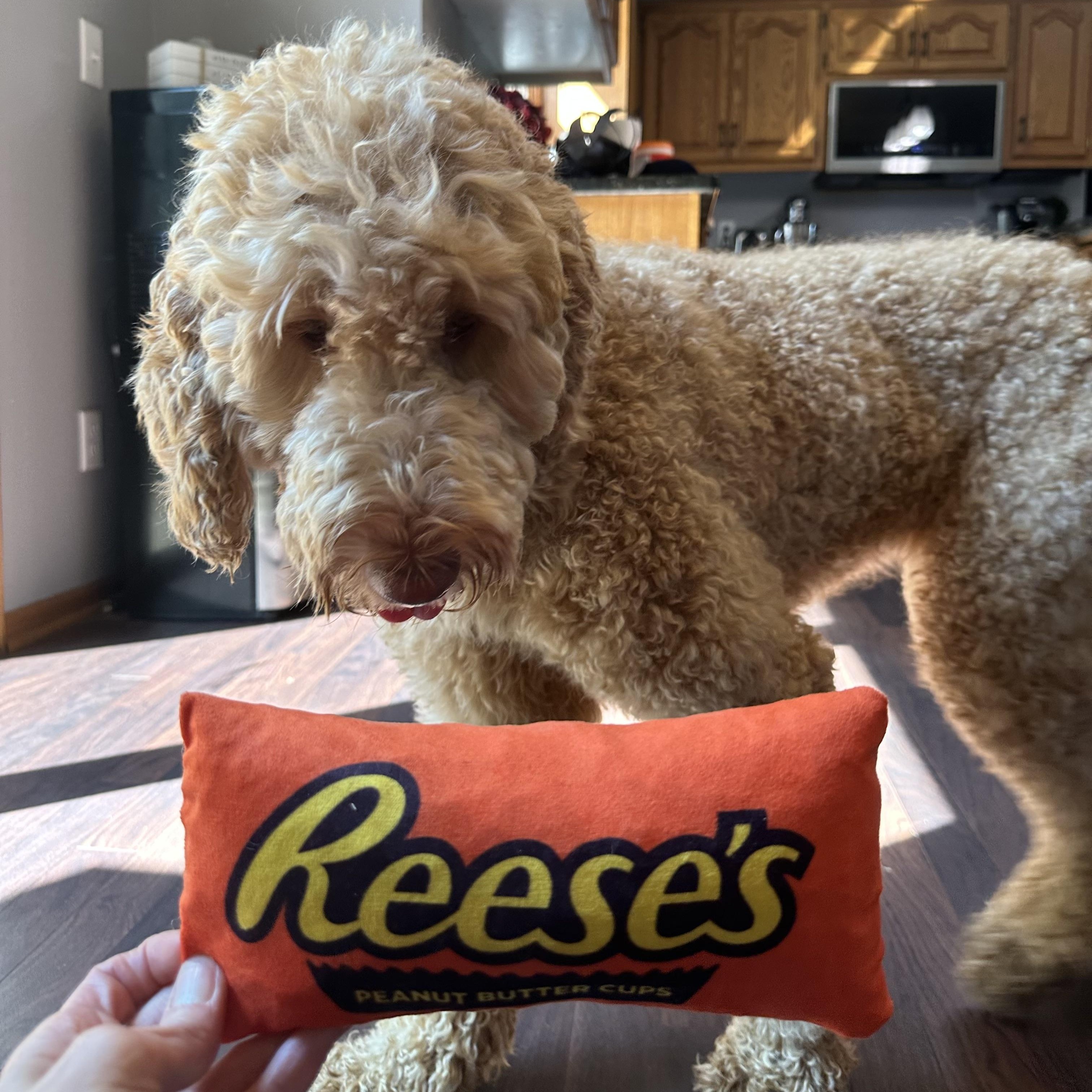 Enlarge Reese, an adoptable mixed breed in Hartland, WI image 5/6