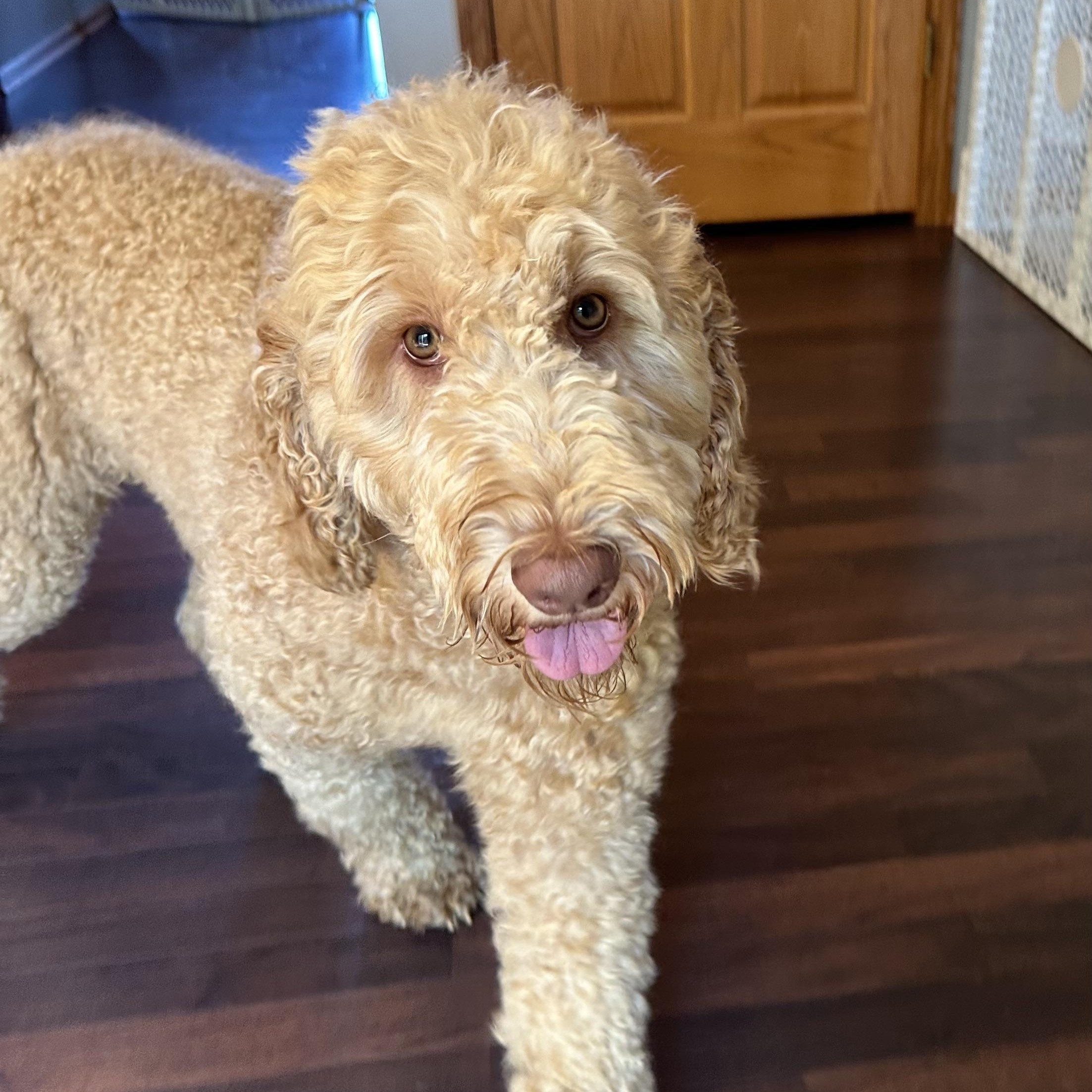 Enlarge Reese, an adoptable mixed breed in Hartland, WI image 3/6