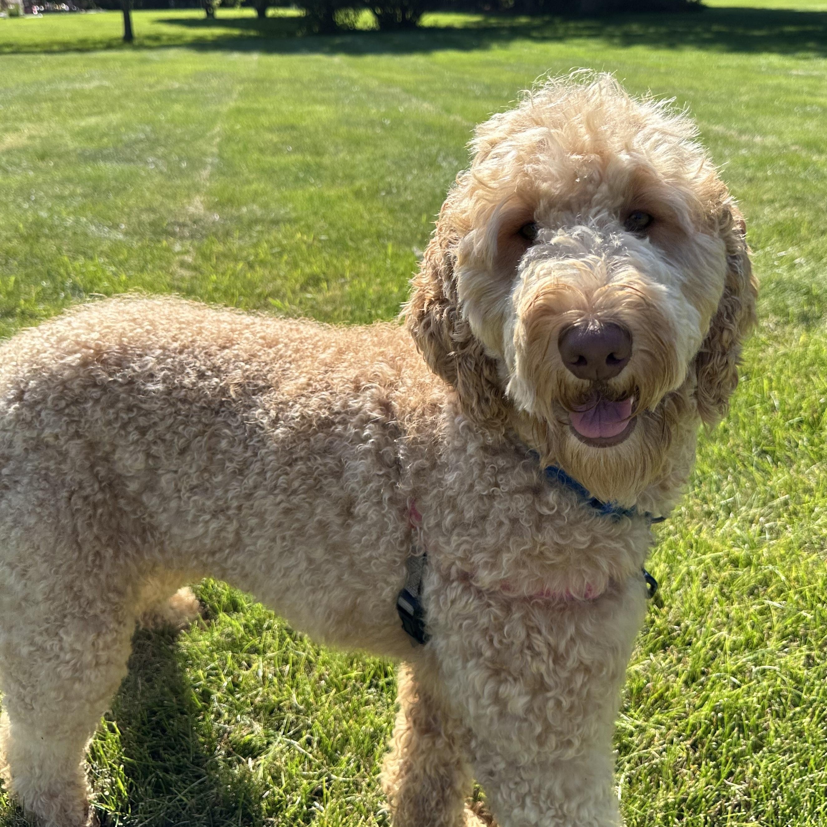 Enlarge Reese, an adoptable mixed breed in Hartland, WI image 1/6