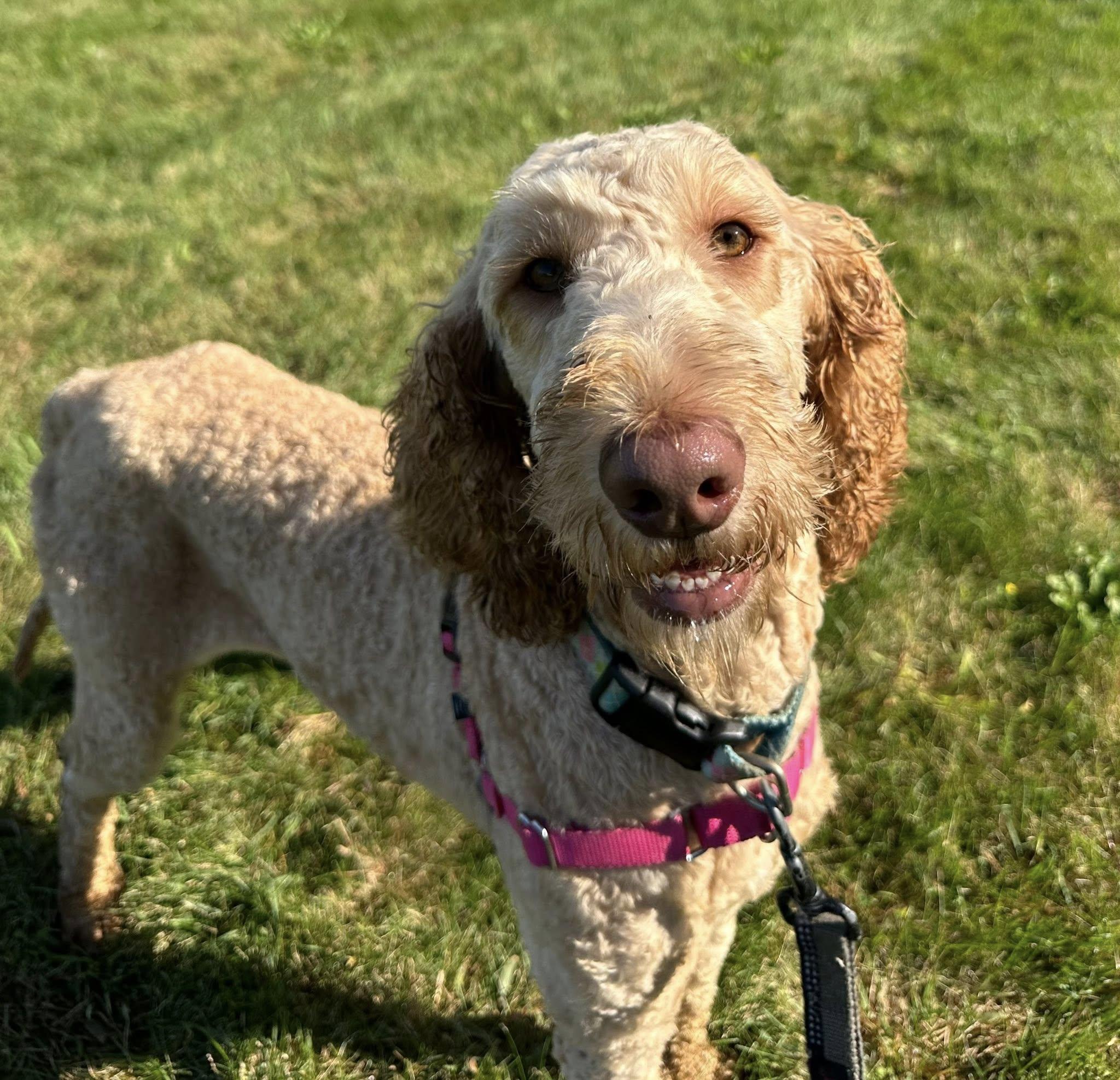 Enlarge Reese, an adoptable mixed breed in Hartland, WI image 2/6