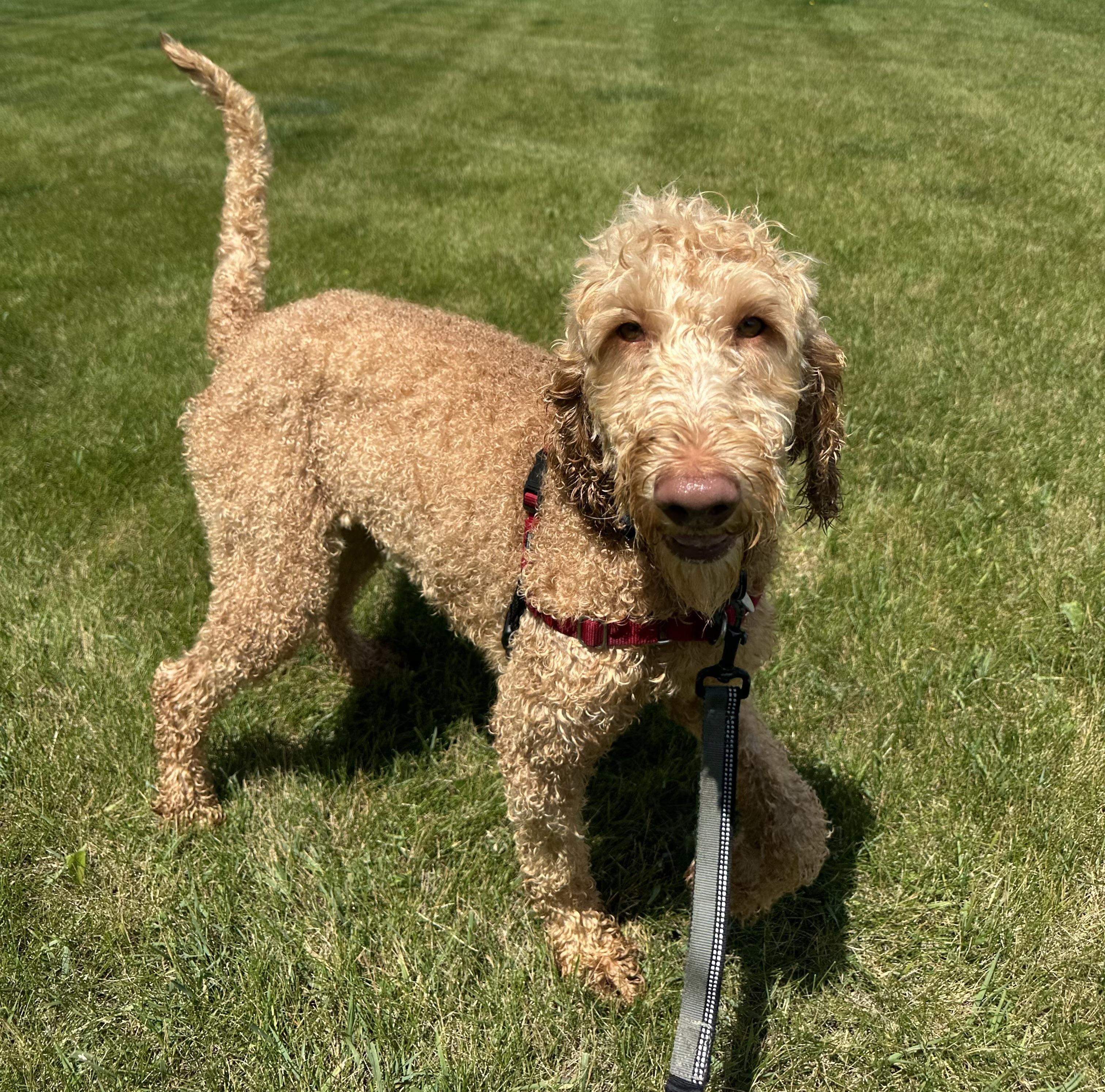 Reese - Foster Home Needed