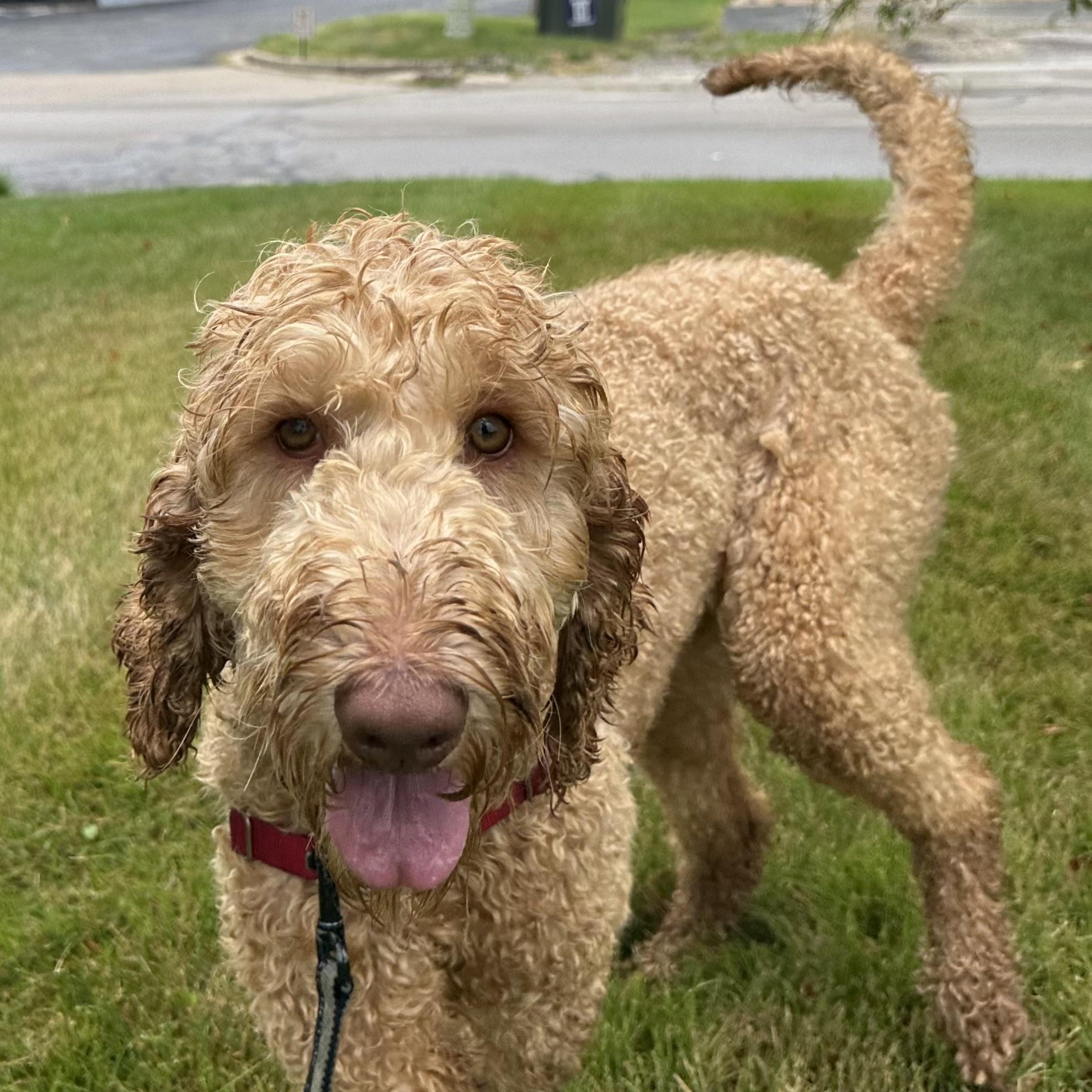 Reese - Foster Home Needed