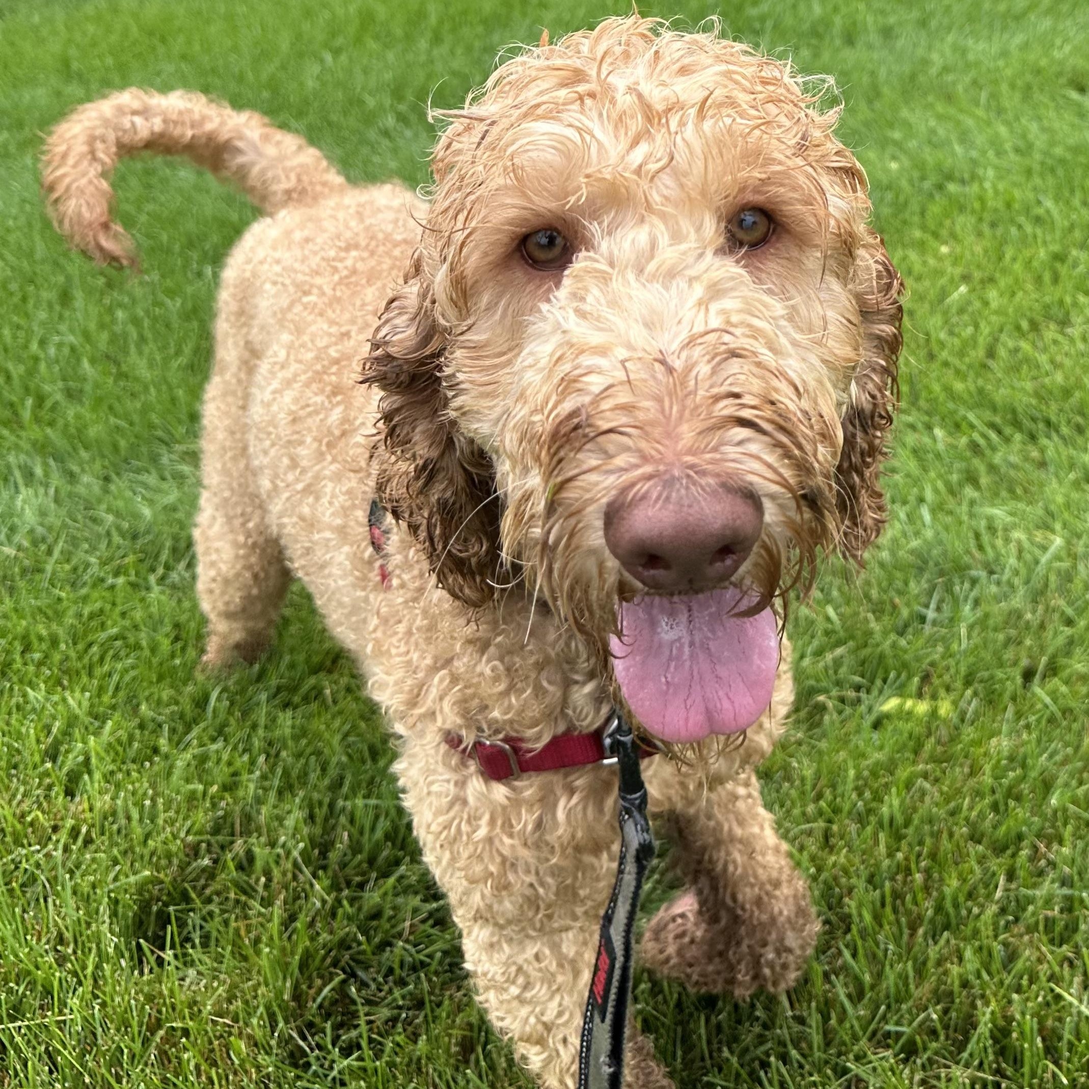 Reese - Foster Home Needed