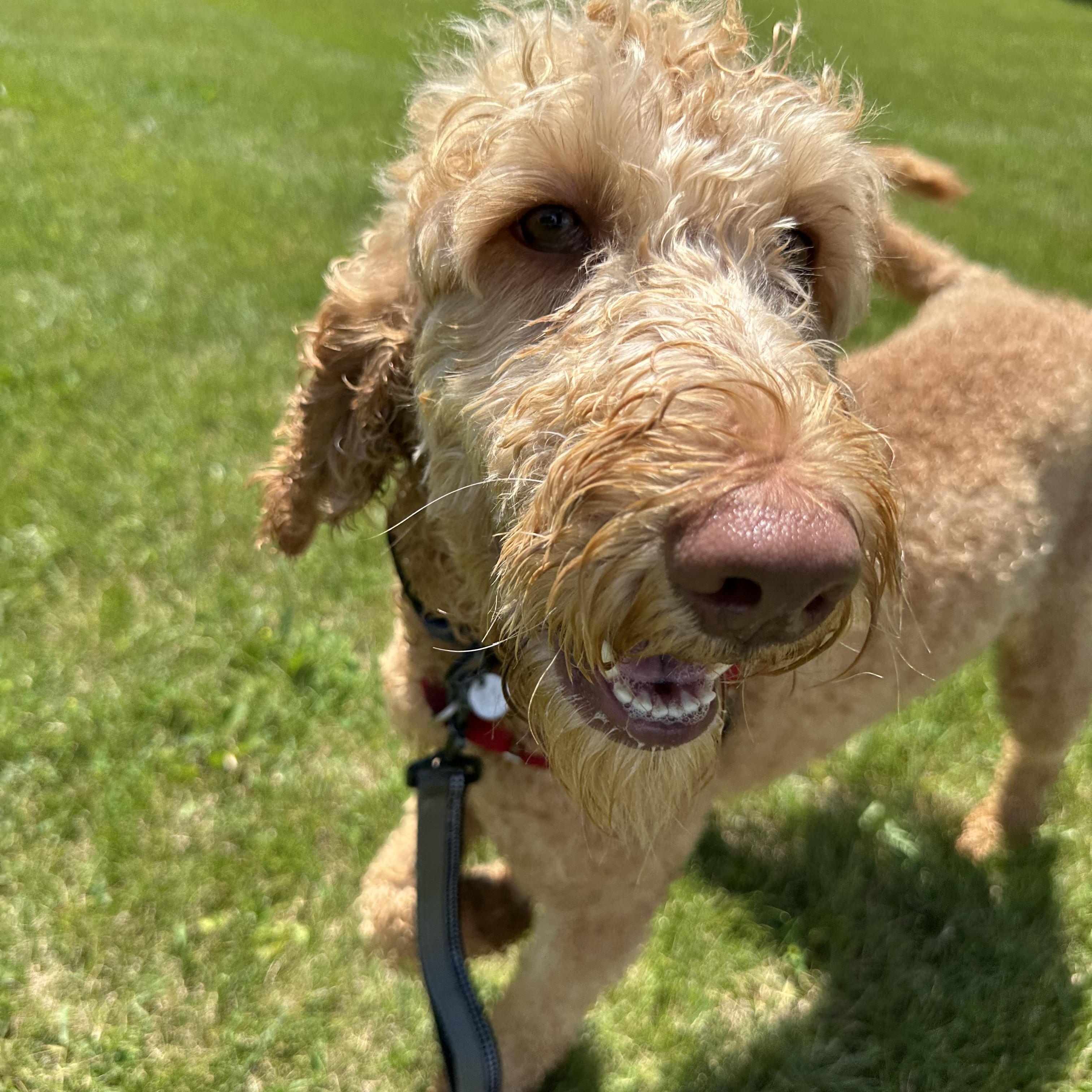 Reese - Foster Home Needed
