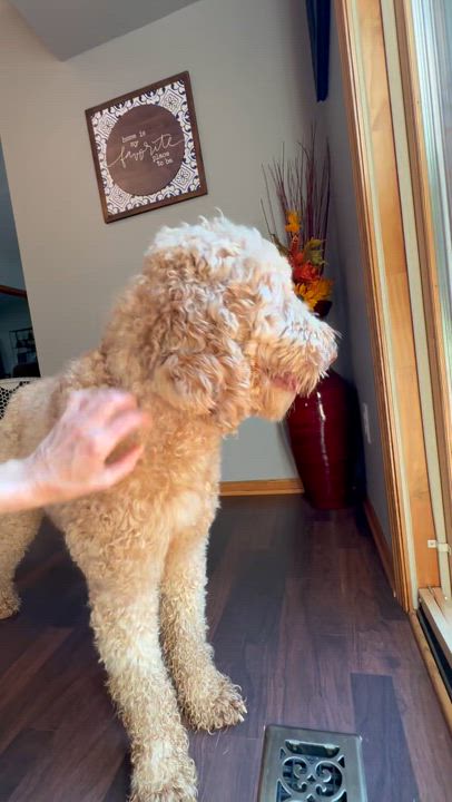 Enlarge Reese, an adoptable mixed breed in Hartland, WI video 6/6