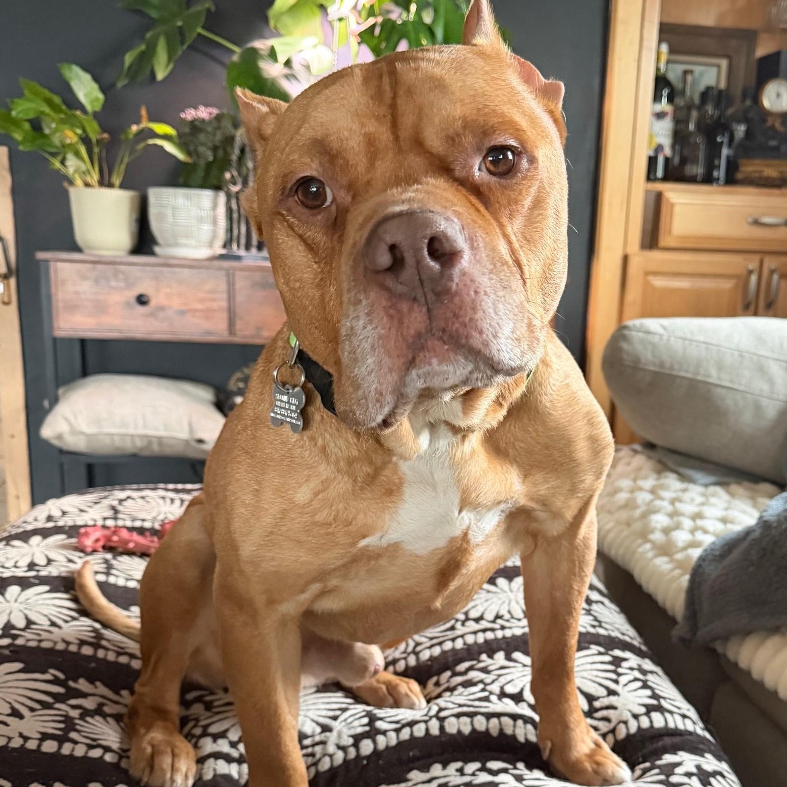 Ross, adoptable, Adult Male Pit Bull Terrier & Mixed Breed.