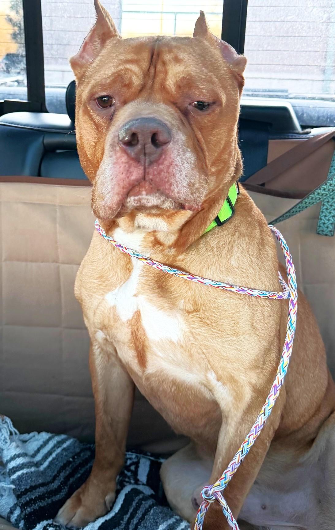 Ross, an adoptable mixed breed in Palatine, IL image 5/5