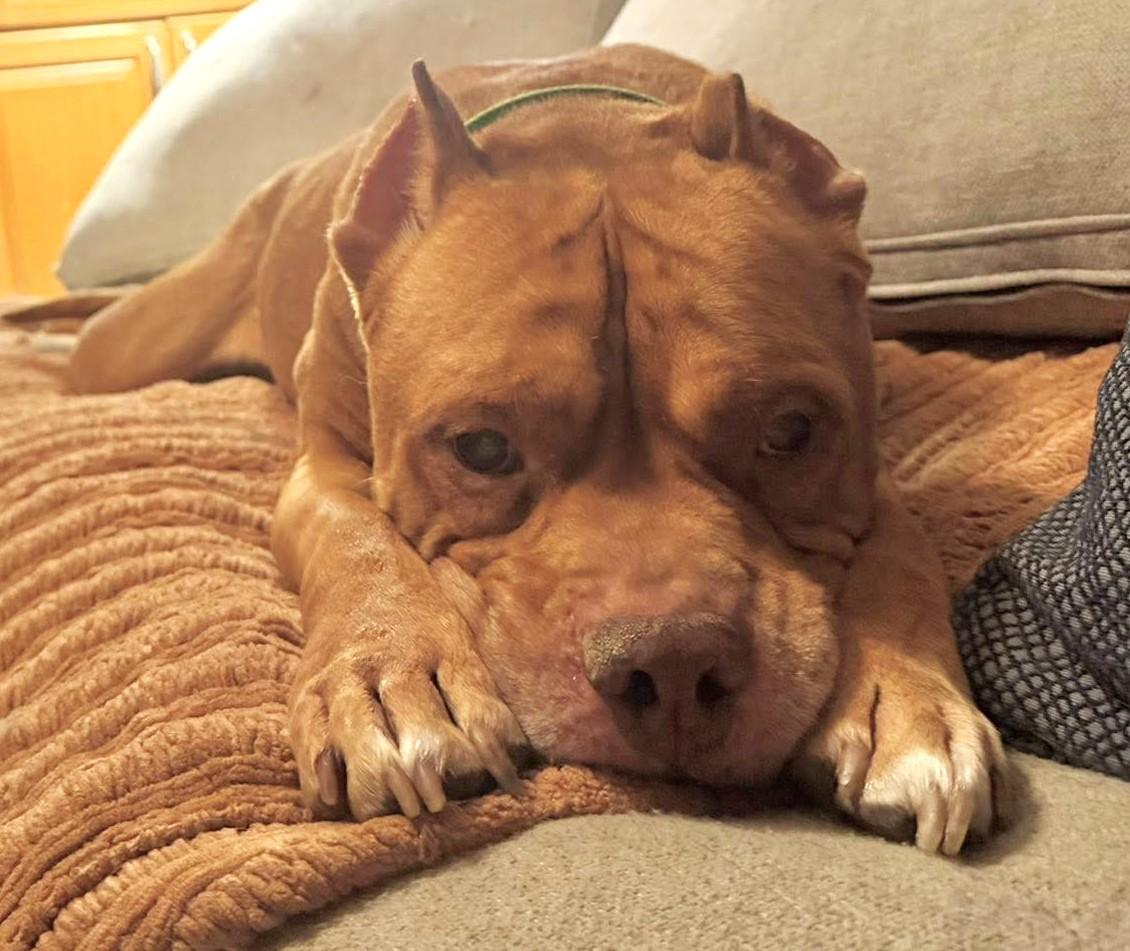 Ross, an adoptable mixed breed in Palatine, IL image 3/5