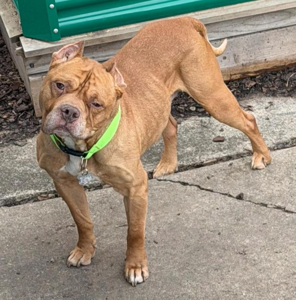 Ross, an adoptable mixed breed in Palatine, IL image 4/5