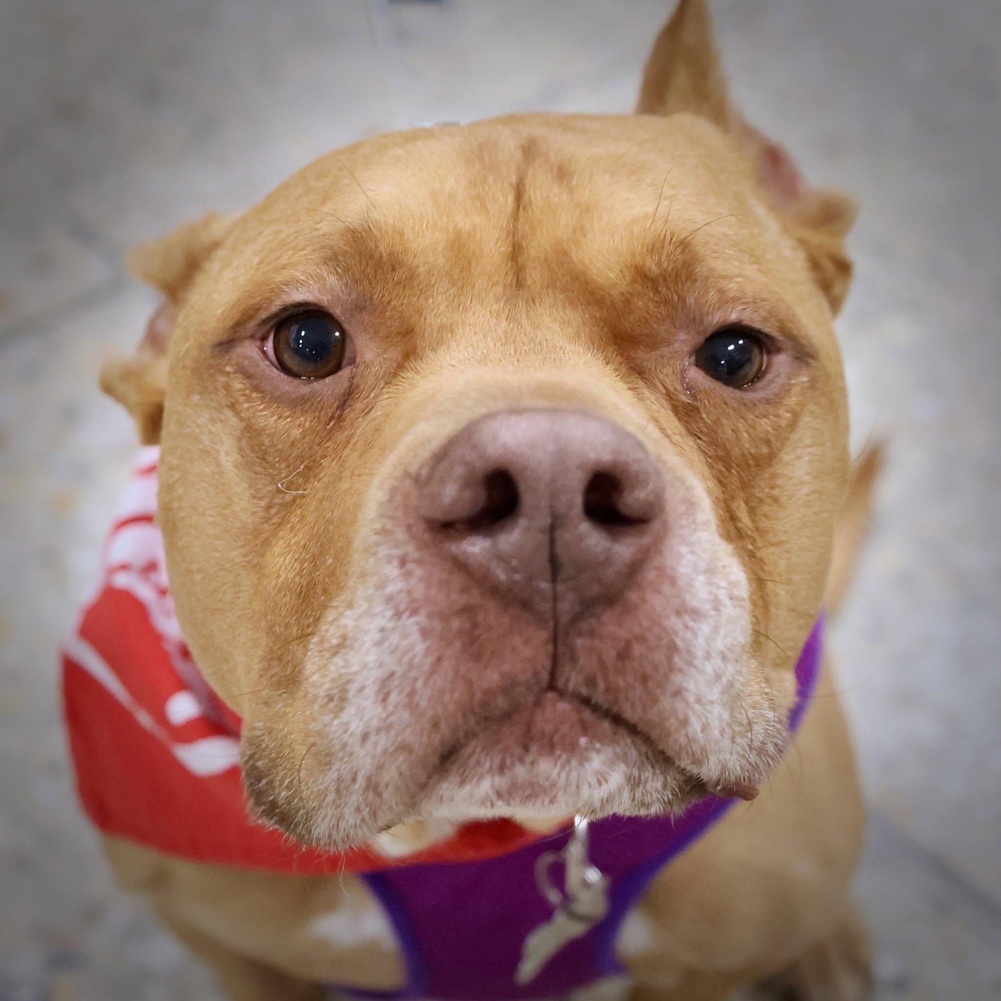 Ross, an adoptable mixed breed in Palatine, IL image 1/6