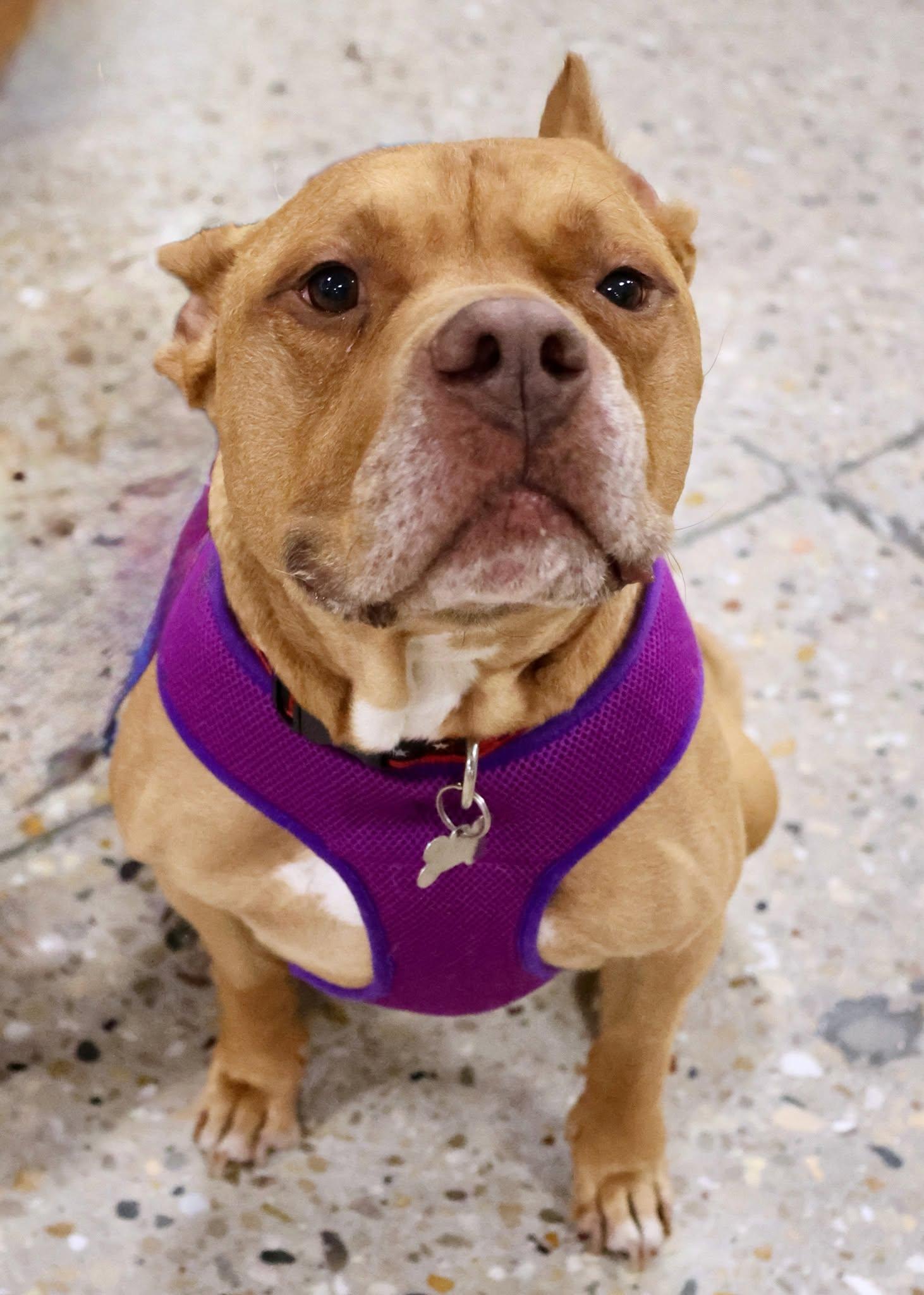 Ross, an adoptable mixed breed in Palatine, IL image 2/6