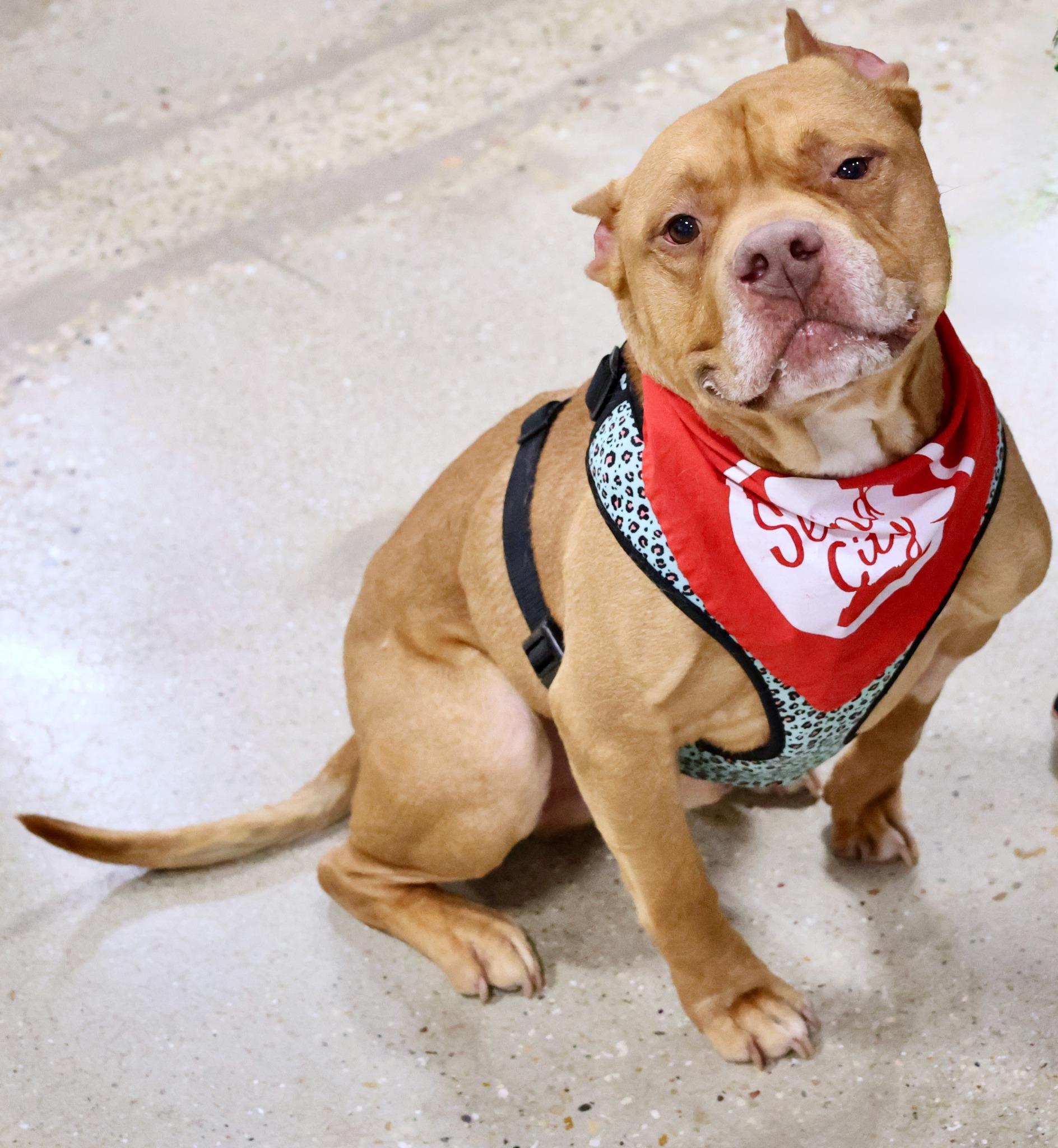 Enlarge Ross, an adoptable mixed breed in Palatine, IL image 2/6