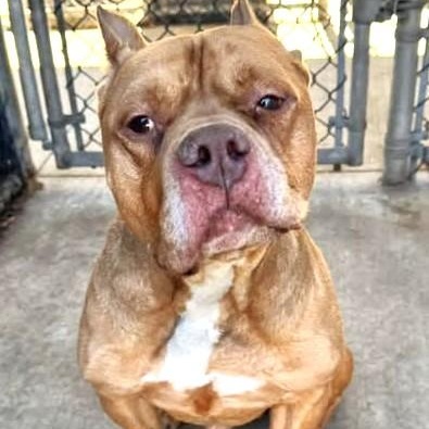 Ross, an adoptable mixed breed in Palatine, IL image 2/5