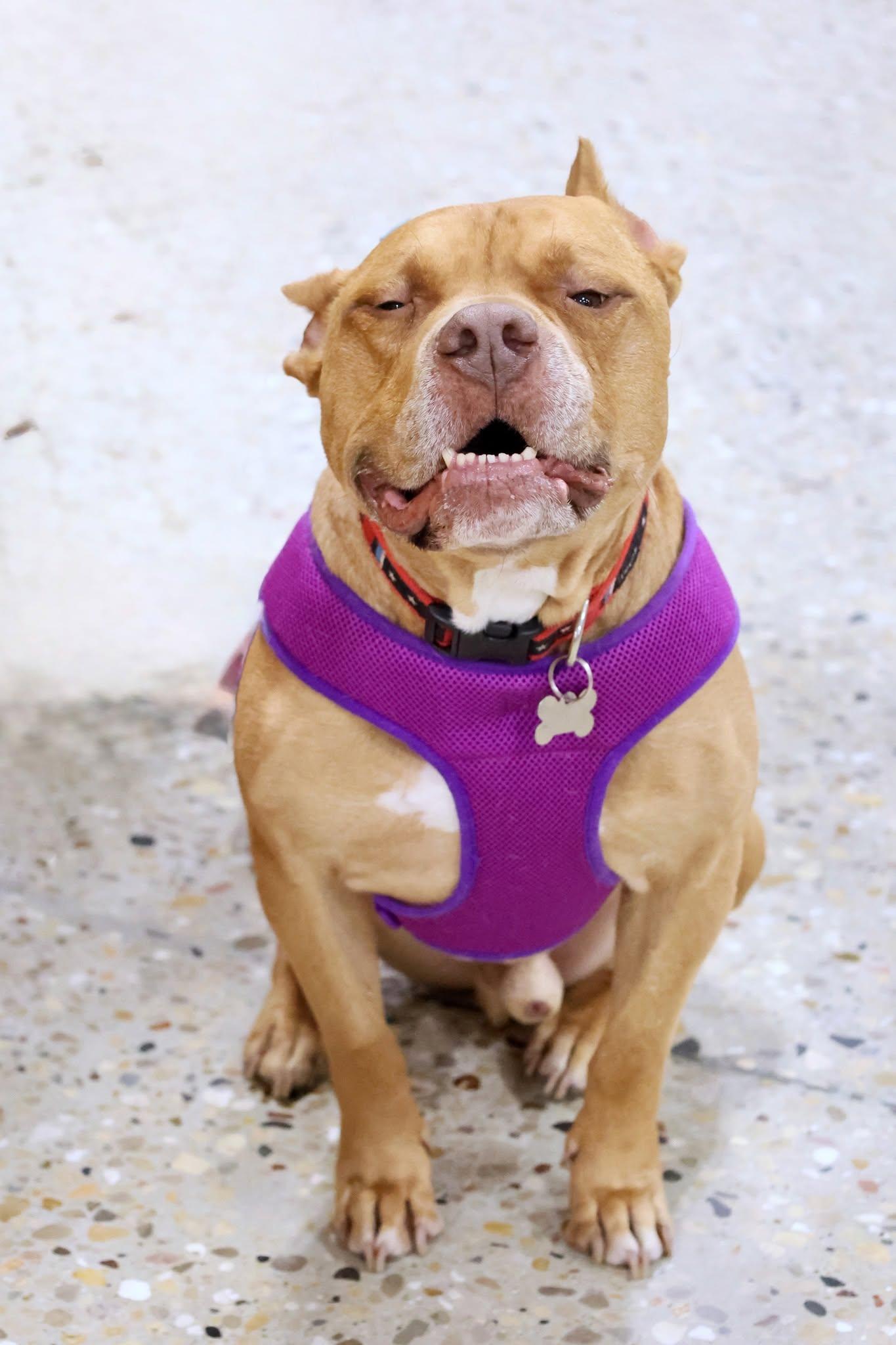 Ross, adoptable, Adult Male Pit Bull Terrier & Mixed Breed.