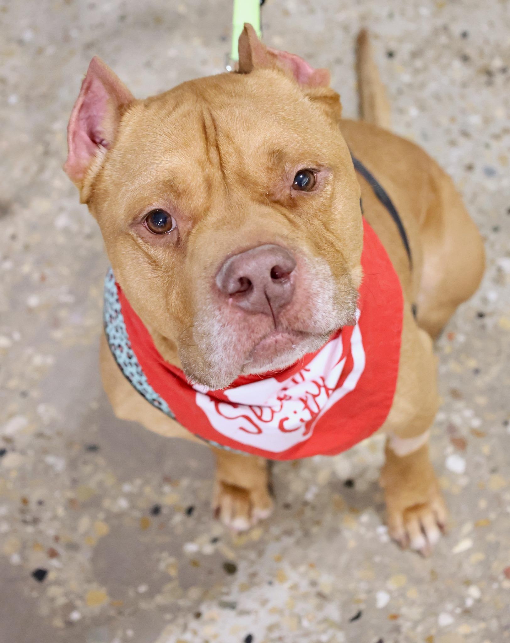 Enlarge Ross, an adoptable mixed breed in Palatine, IL image 6/6