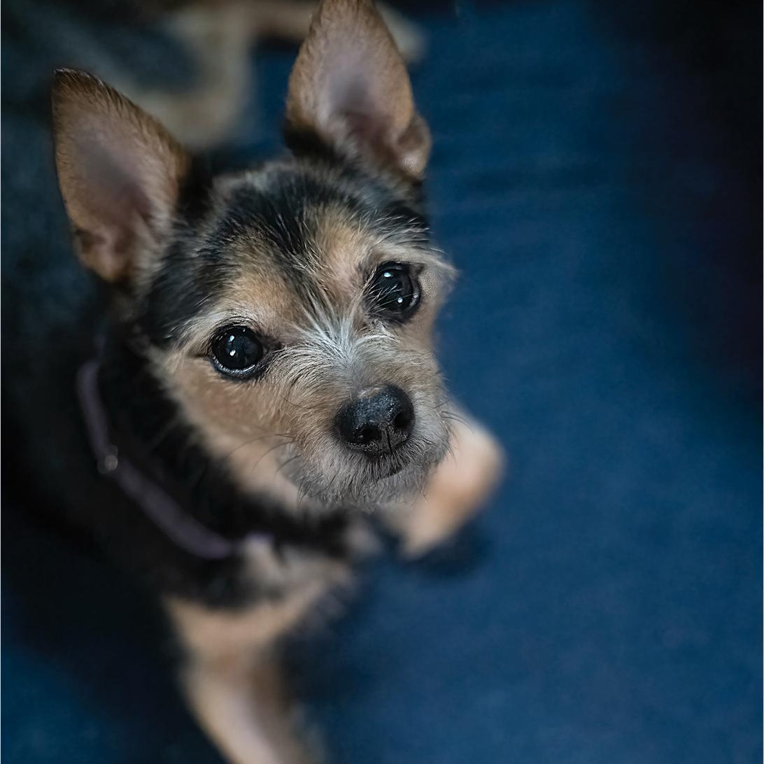 Enlarge Grace , an adopted Terrier in New York, NY image 5/5