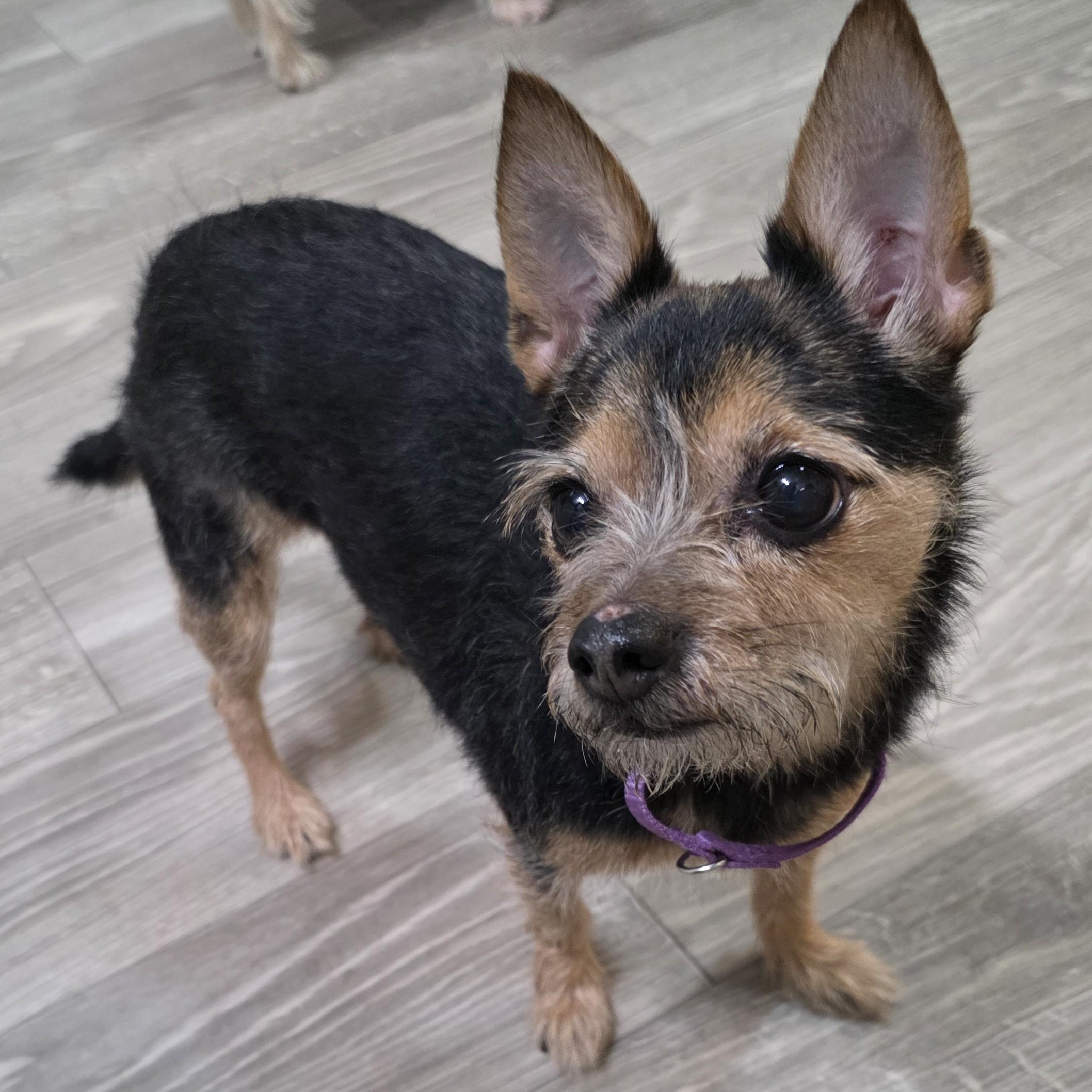 Enlarge Grace , an adopted Terrier in New York, NY image 3/5