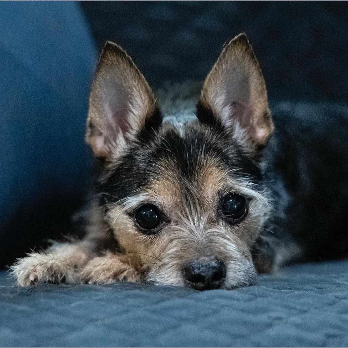 Enlarge Grace , an adopted Terrier in New York, NY image 1/5