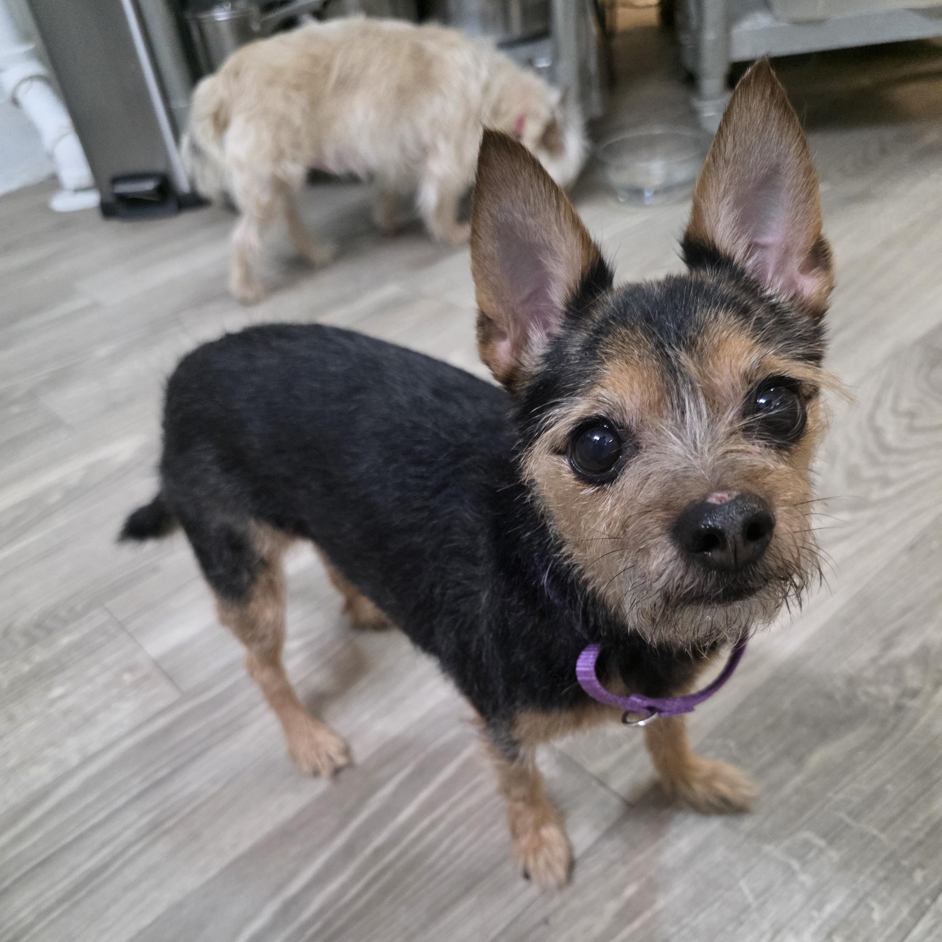 Enlarge Grace , an adopted Terrier in New York, NY image 2/5