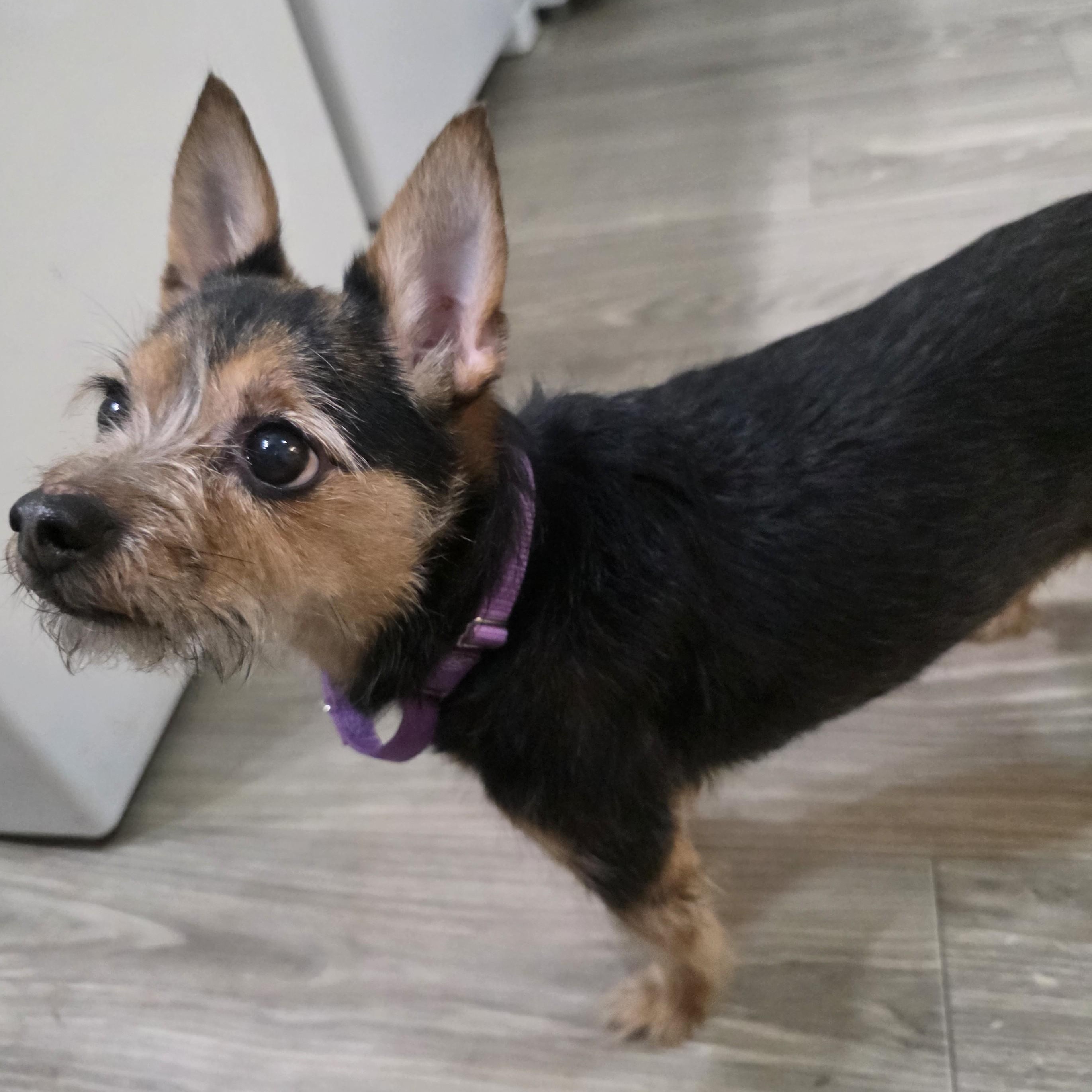 Enlarge Grace , an adopted Terrier in New York, NY image 4/5