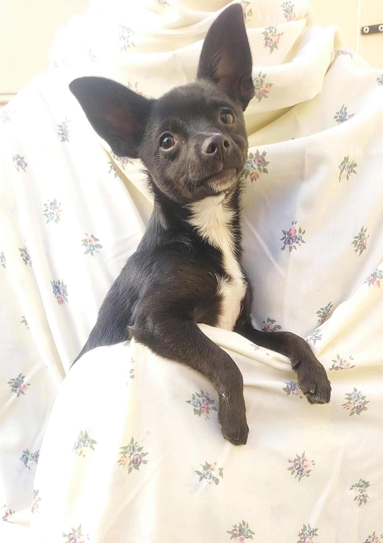 Scooter, Adopted, Young Male Chihuahua.