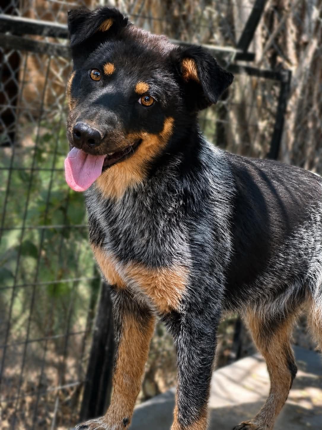 Enlarge Barkley, a ADOPTABLE mixed breed in Bend, OR image 1/2