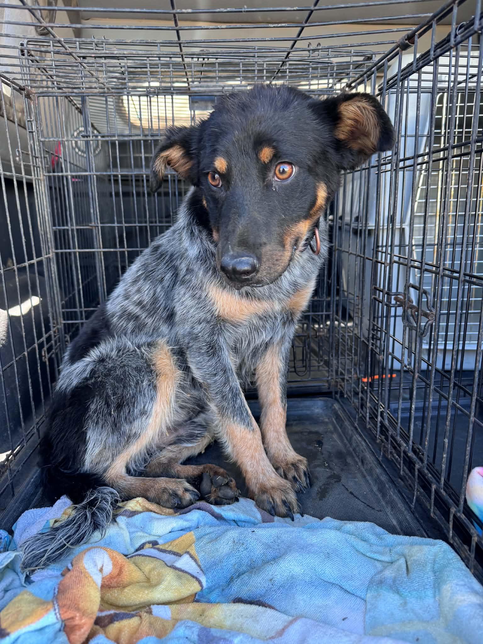 Enlarge Barkley, a ADOPTABLE mixed breed in Bend, OR image 2/2
